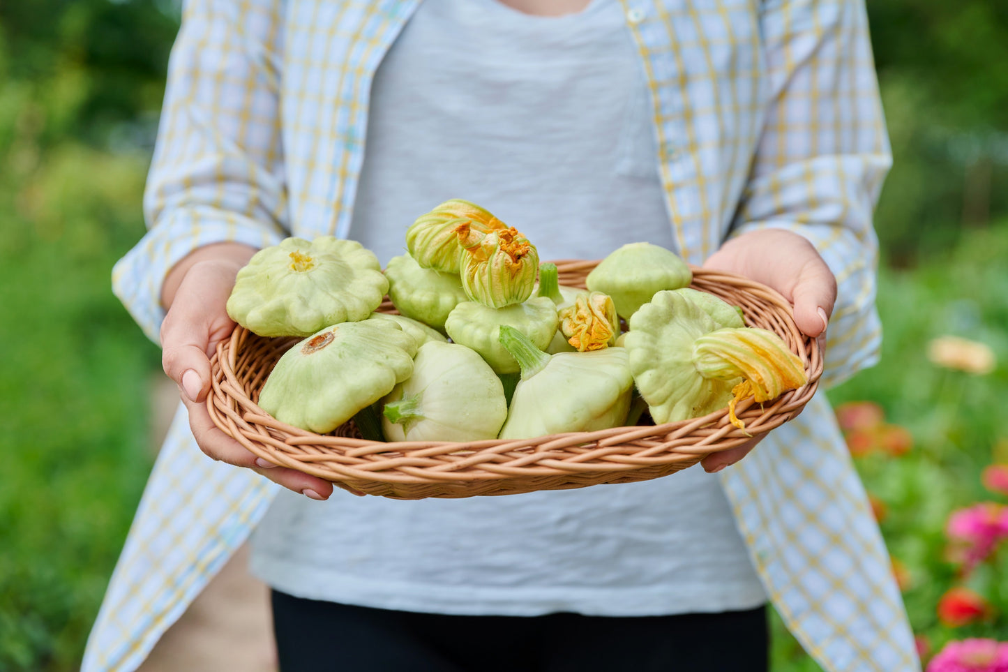 20 Green Tint BUSH SCALLOP SQUASH (Patty Pan / Paty Pan / Squanter Squash) Summer Cucurbita Pepo Vegetable Seeds