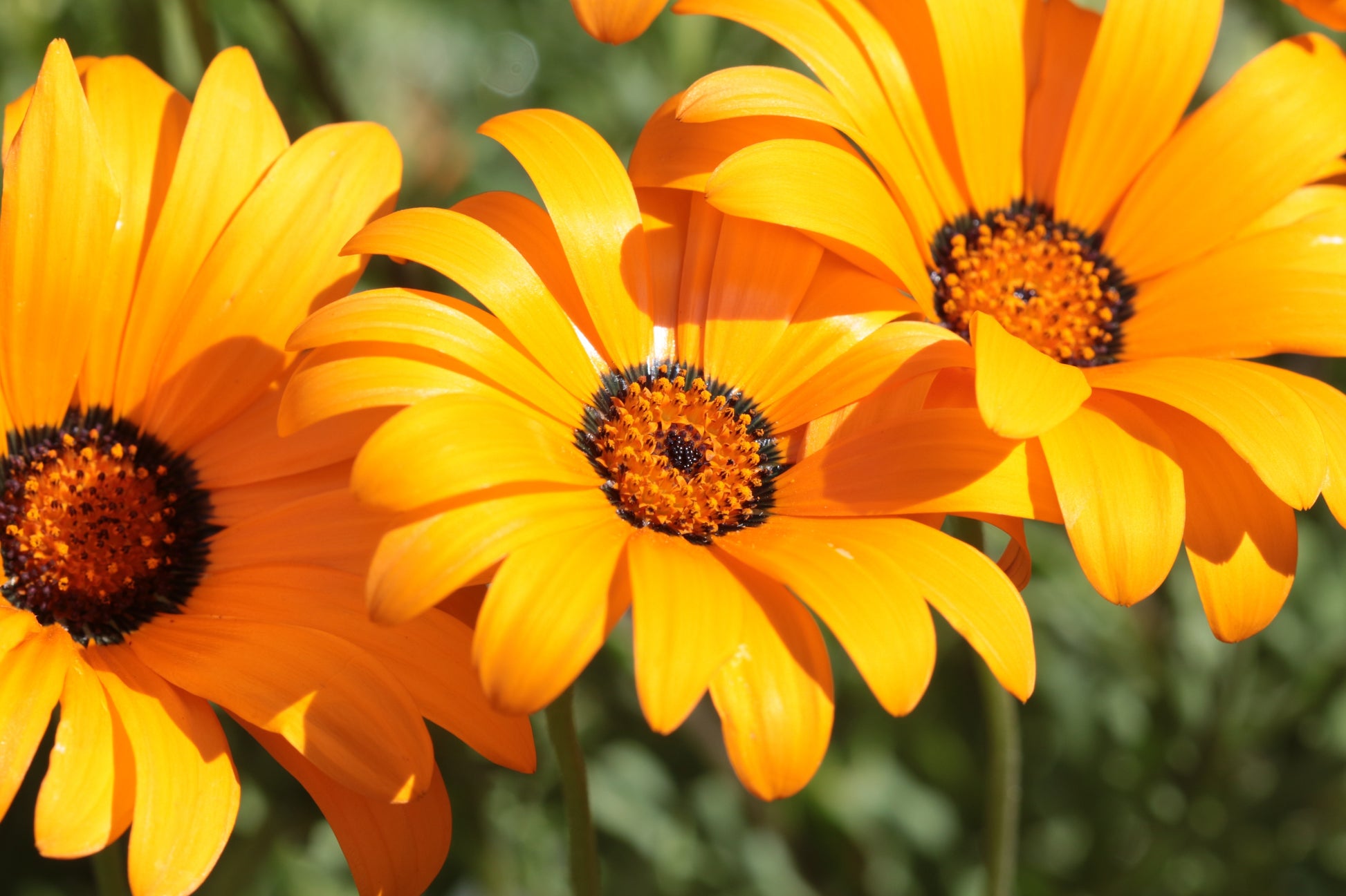 african daisy flower seeds 1000 MIXED AFRICAN DAISY ( Cape Marigold / Sun Marigold ) Dimorphothec – Seedville USA