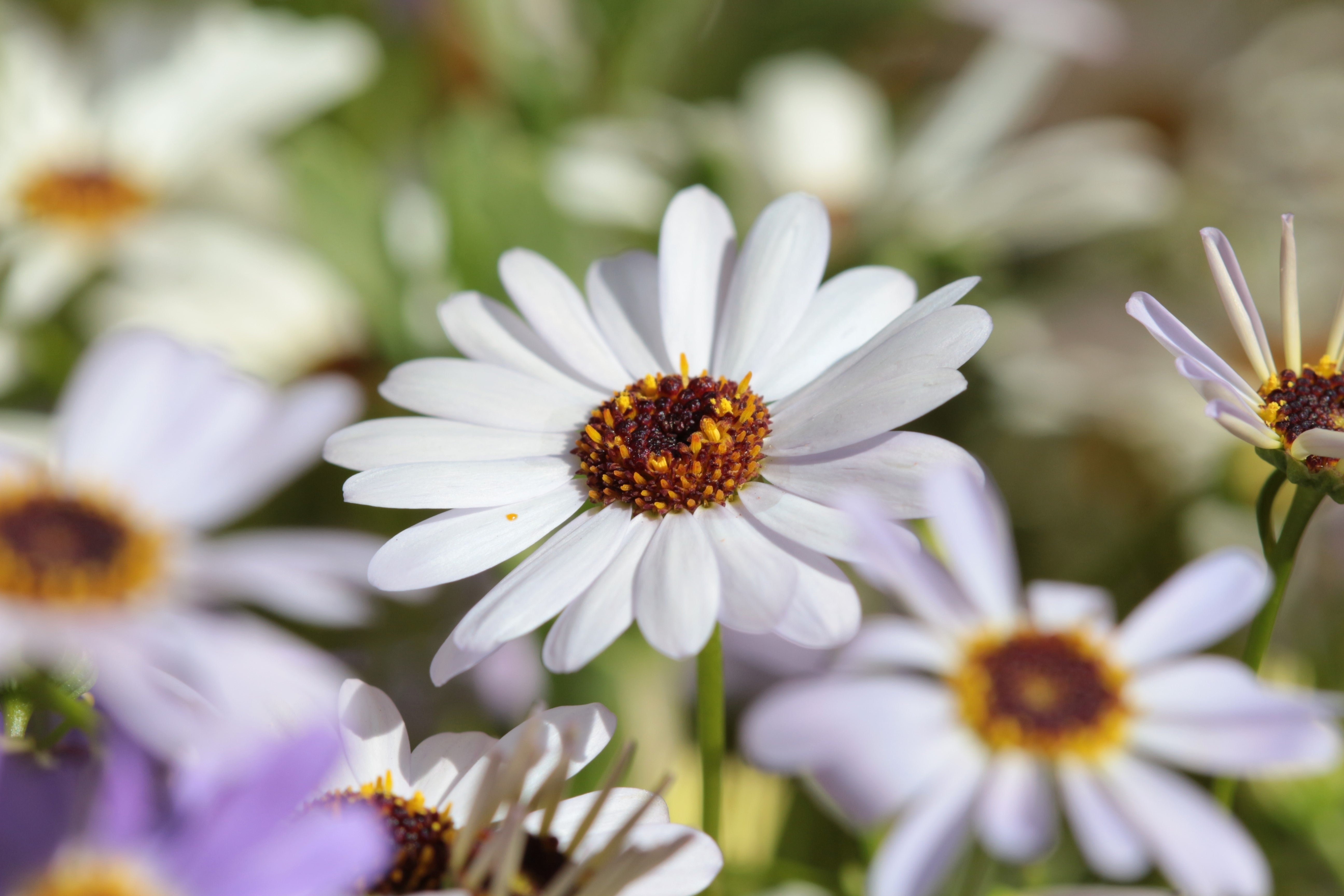 White Swan River Daisy - Thumbnail 4