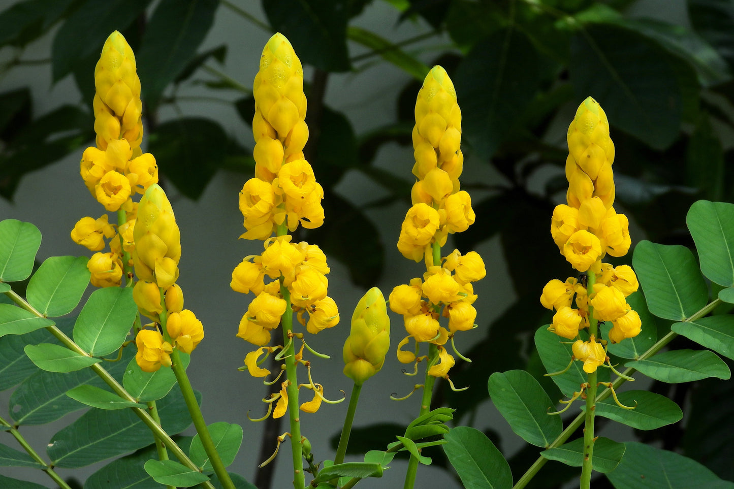 35 CANDLE BUSH Cassia Alata Senna Emperor's Candletree Empress Candlebush Candelabra Golden Ringworm Shrub Yellow Orange Flower Seeds