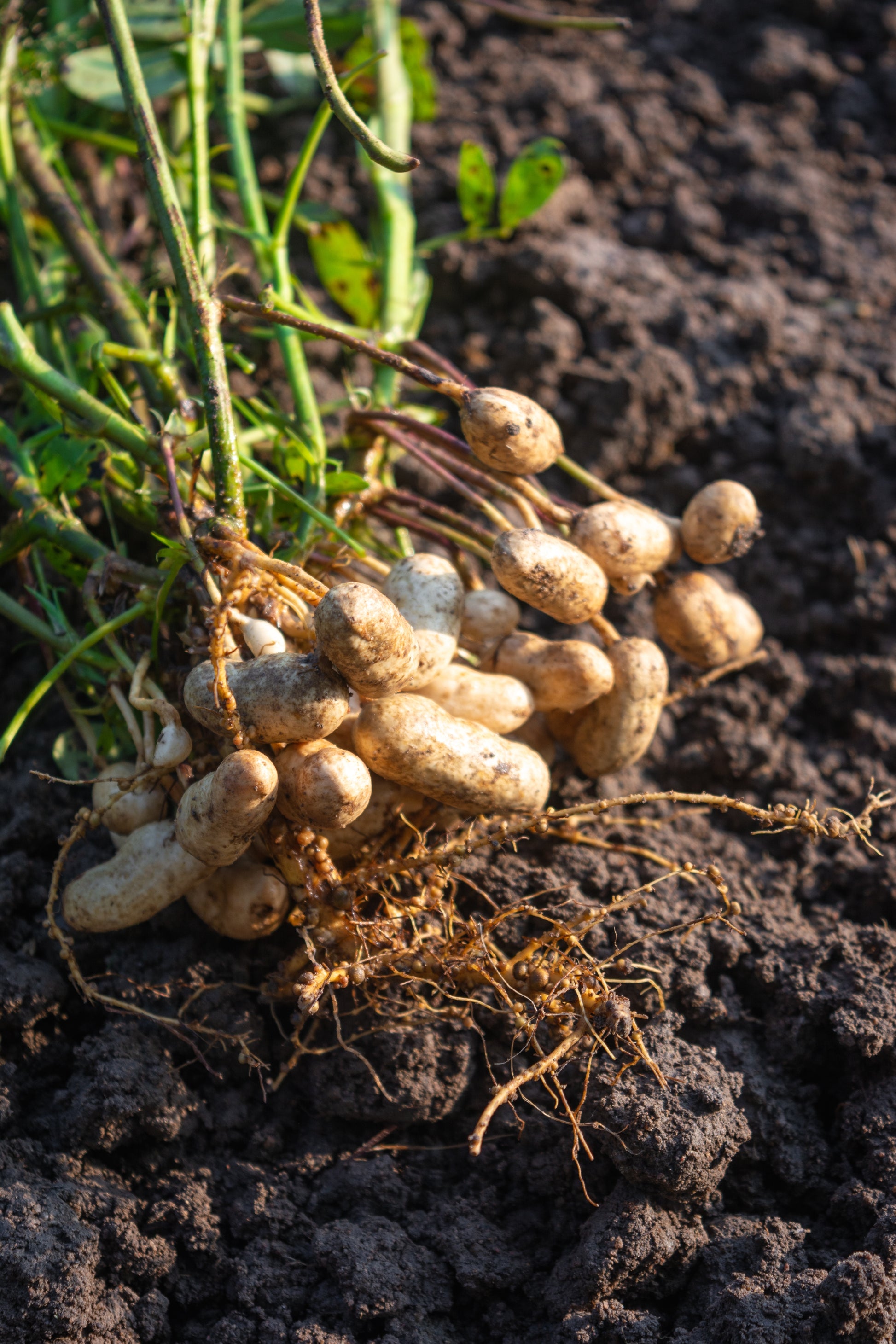 peanut plant seeds for sale 15 Seeds TENNESSEE RED PEANUT Valencia Arachis Hypogaea Perennial Nut Plant