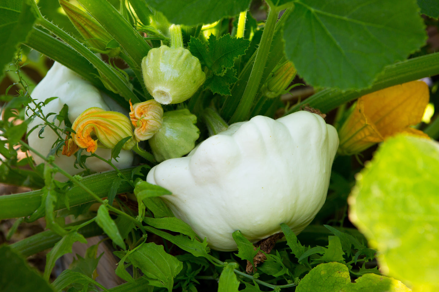 50 WHITE Bush SCALLOP SQUASH (Patty Pan / Paty Pan / Squanter Squash) Summer Cucurbita Pepo Vegetable Seeds