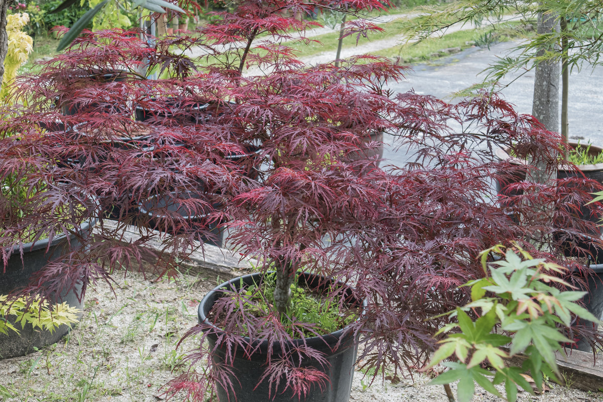 10 INABA SHIDARE MAPLE Weeping Red Laceleaf Japanese Acer Palmatum Dis ...