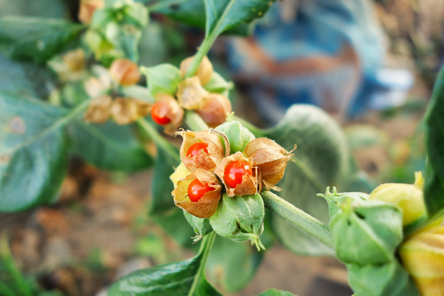 50 INDIAN GINSENG Withania Somnifera Ashwaganda Herb Flower Seeds