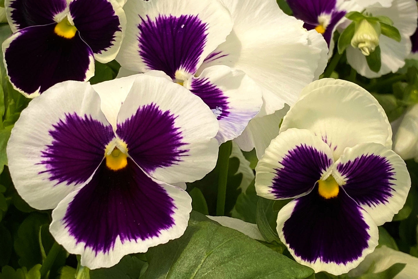 50 WHITE & PURPLE PANSY Swiss Giant Violet Viola Wittrockiana Flower Seeds