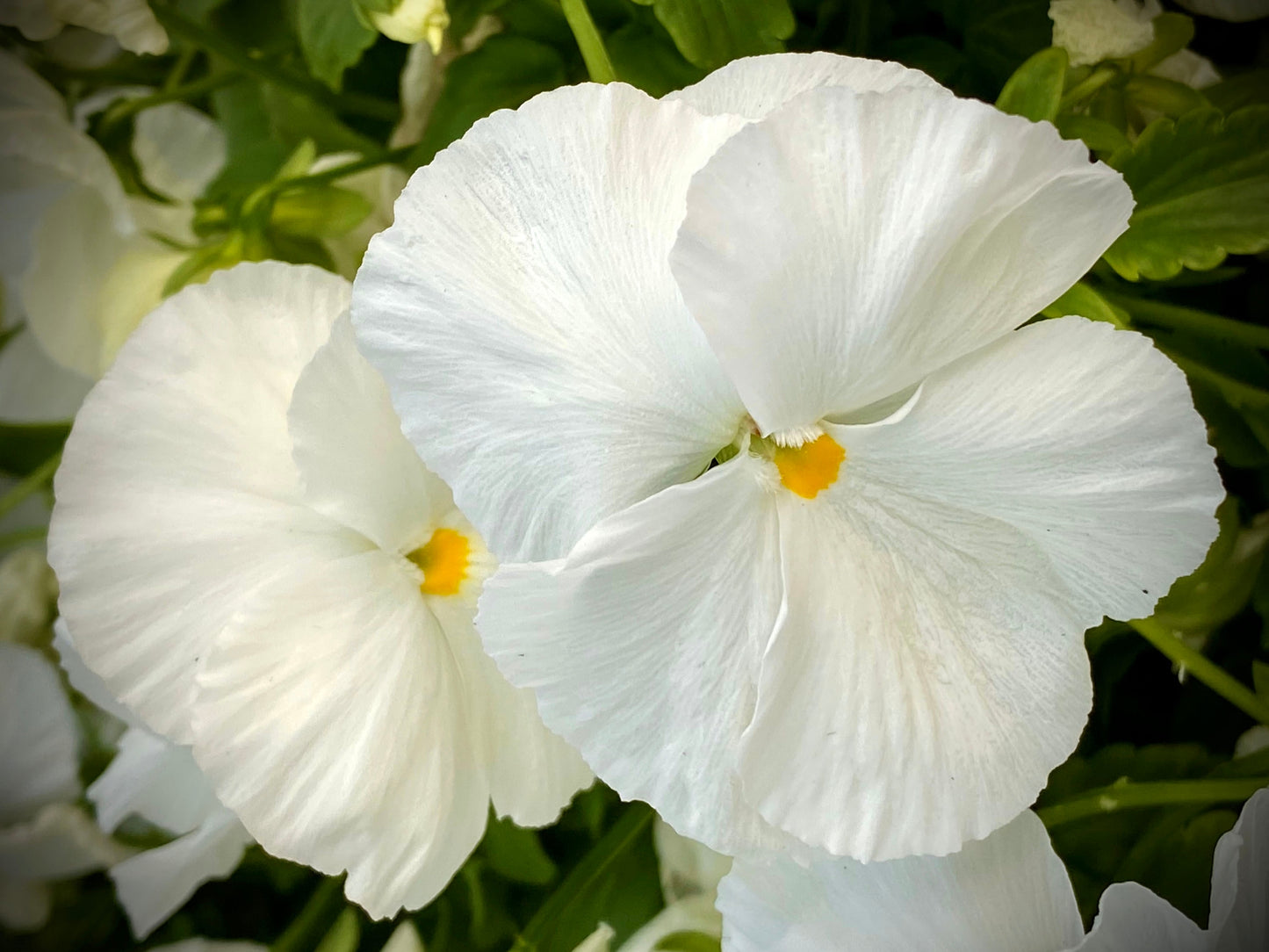 50 WHITE PANSY Clear Crystals Violet Viola Wittrockiana Flower Seeds