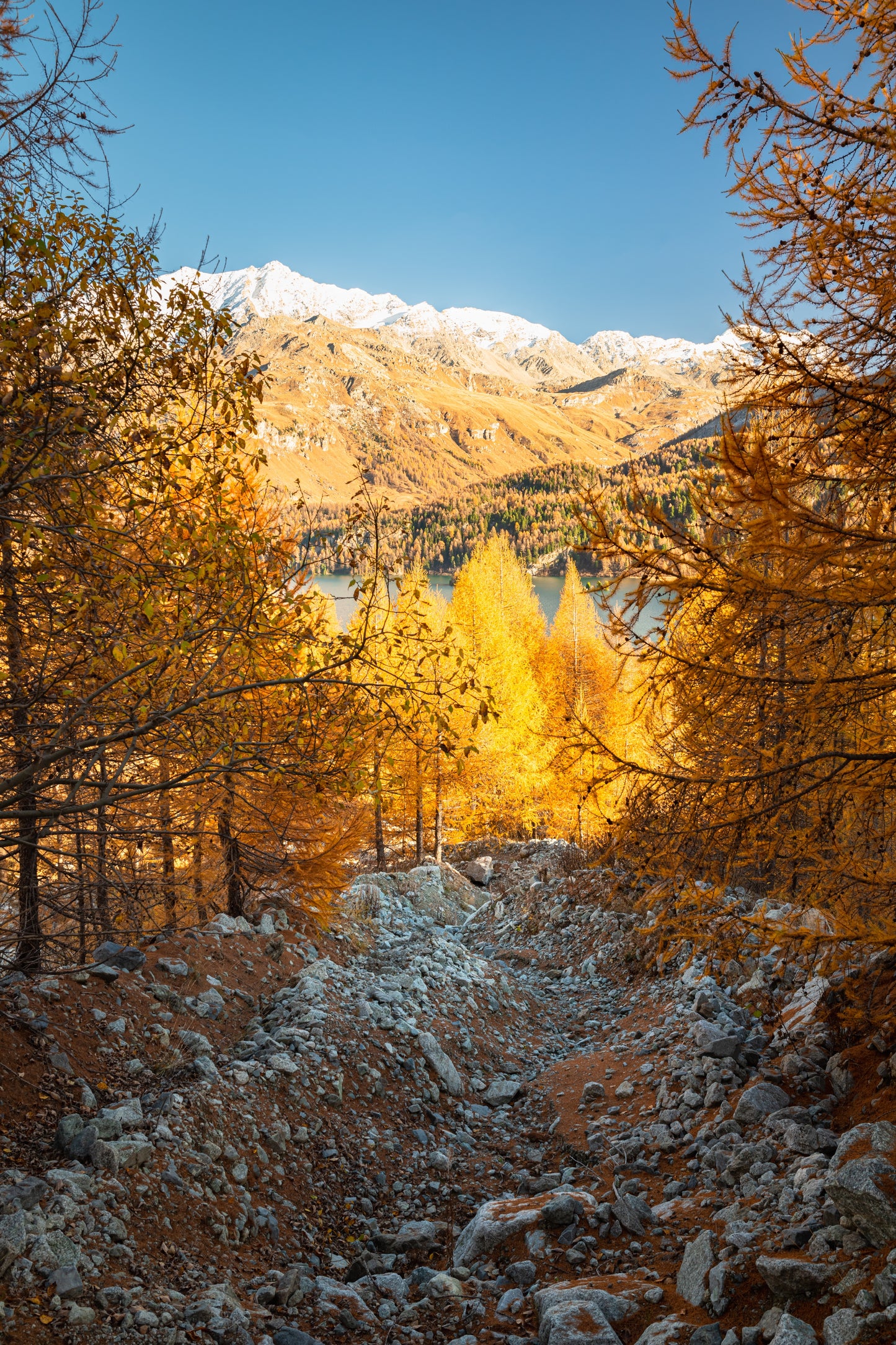 25 EUROPEAN LARCH TREE Pine Pinetree Evergreen Larix Decidua Seeds