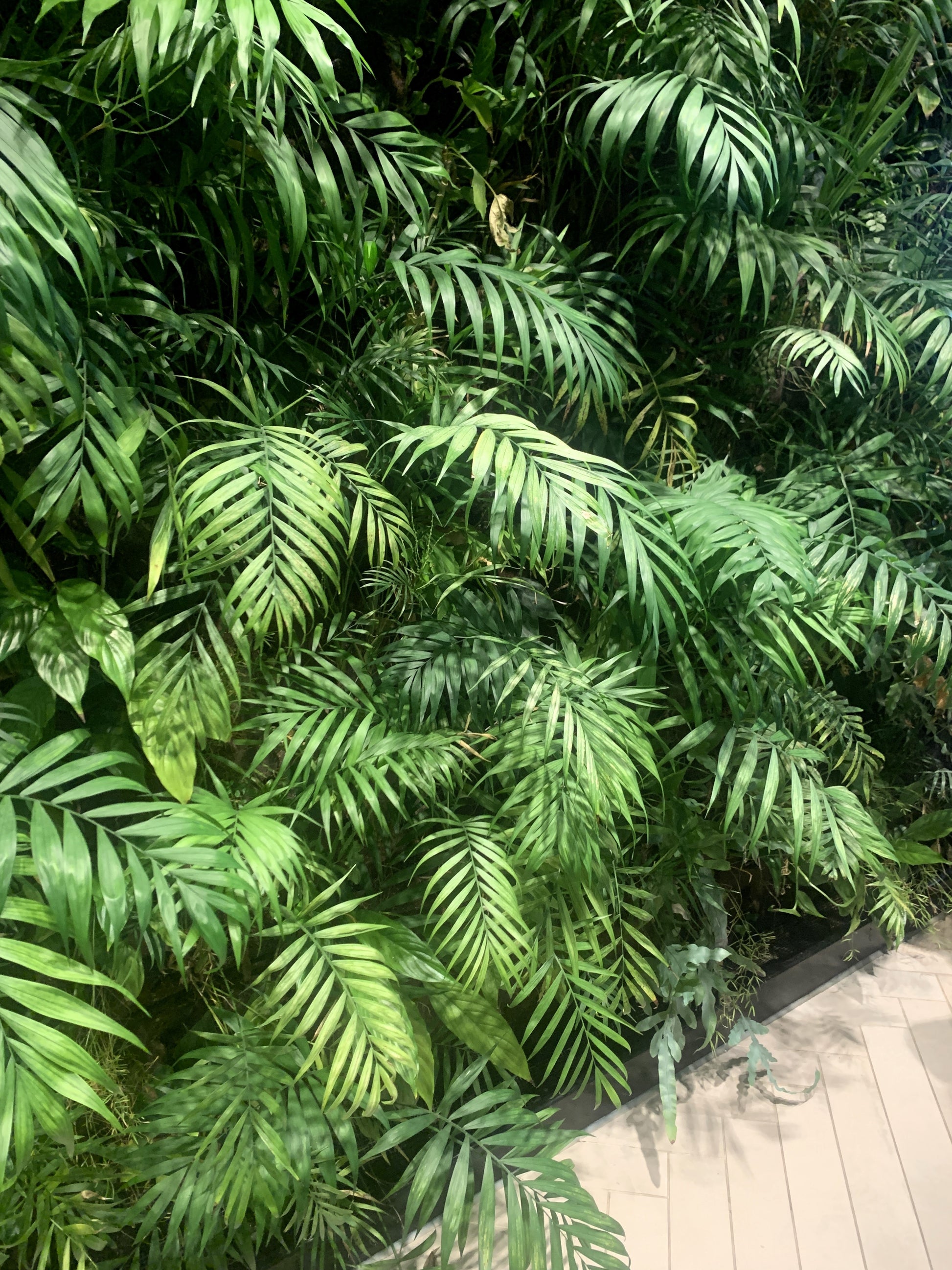 parlor palm botanical name 15 PARLOR PALM Neanthe Bella Palm Chamaedorea Elegans Tree Houseplant – Seedville USA