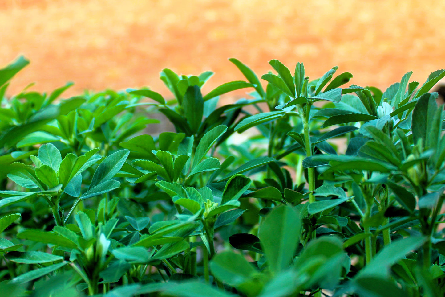 300 FENUGREEK Trigonella Foenum Graecum Herb Flower Seeds