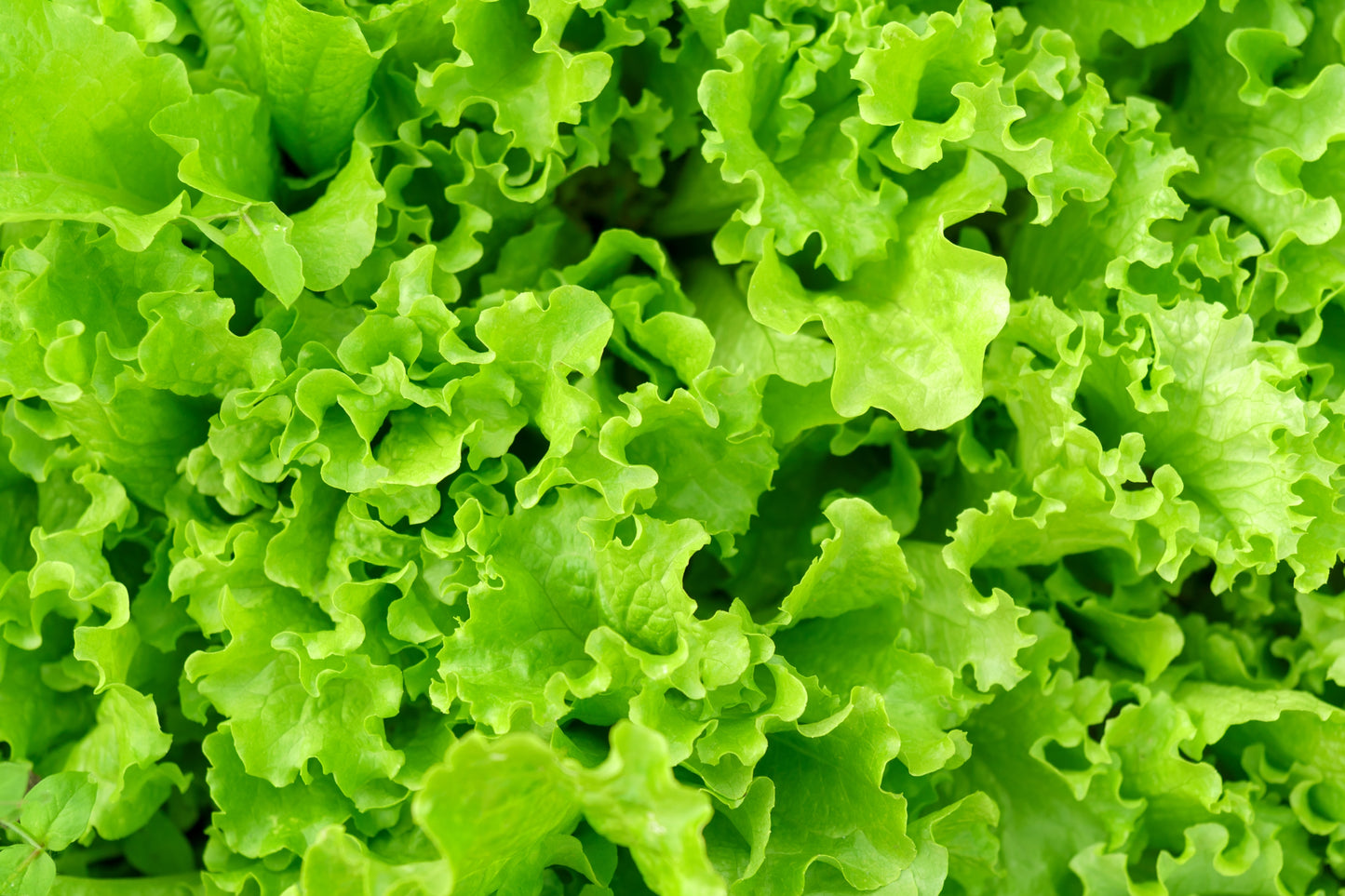 3000 Black Seeded Simpson LEAF LETTUCE Lactuca Sativa Vegetable Seeds