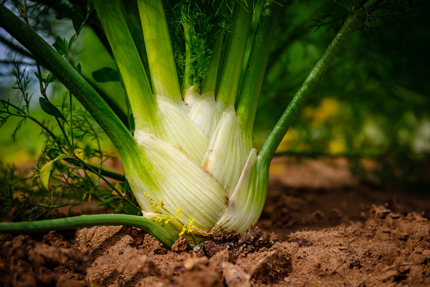 300 SWEET FLORENCE FENNEL Foeniculum Vulgare Azoricum Herb Vegetable Flower Seeds