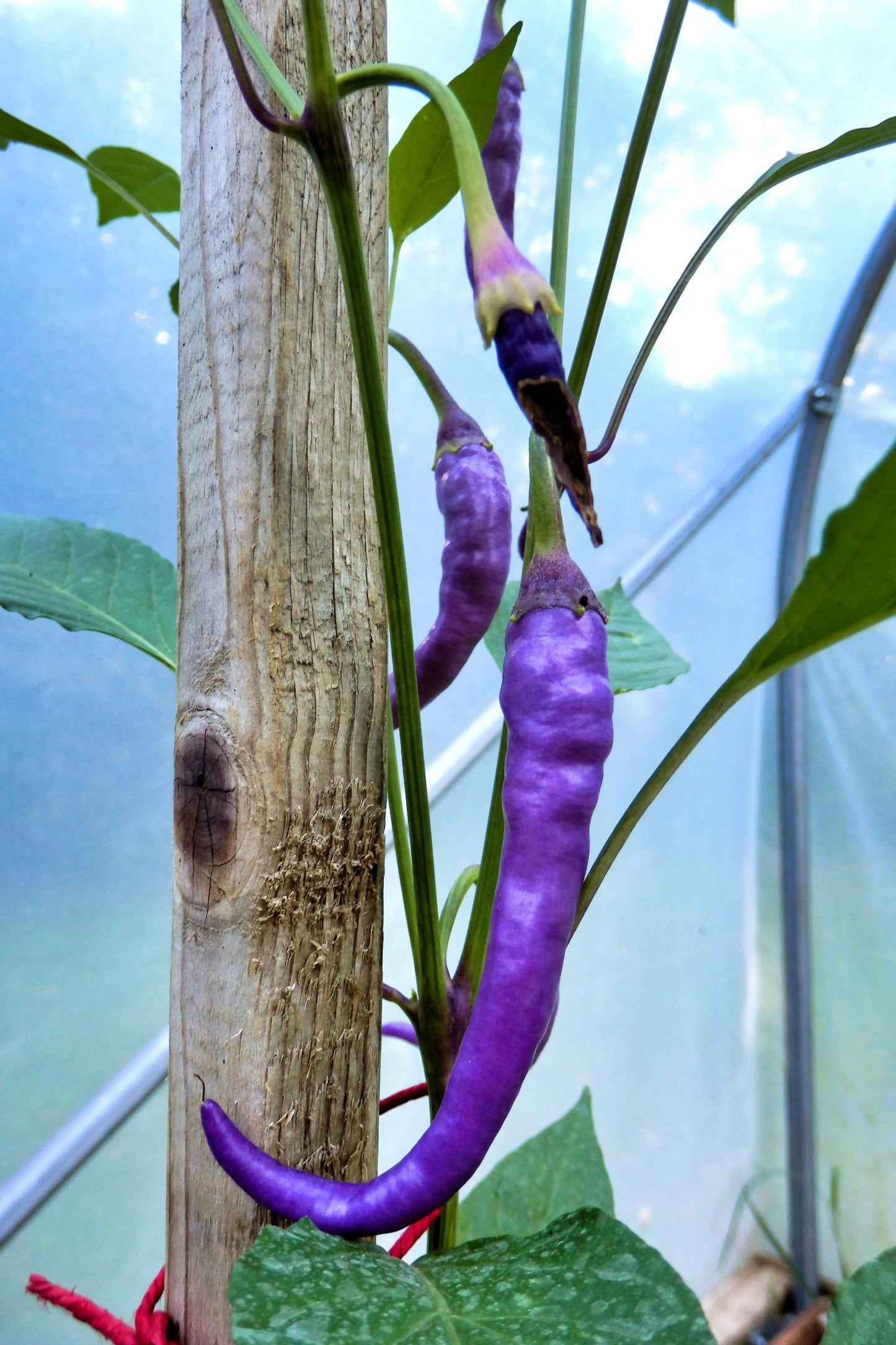 50 PURPLE CAYENNE PEPPER Capsicum Annuum Vegetable Seeds