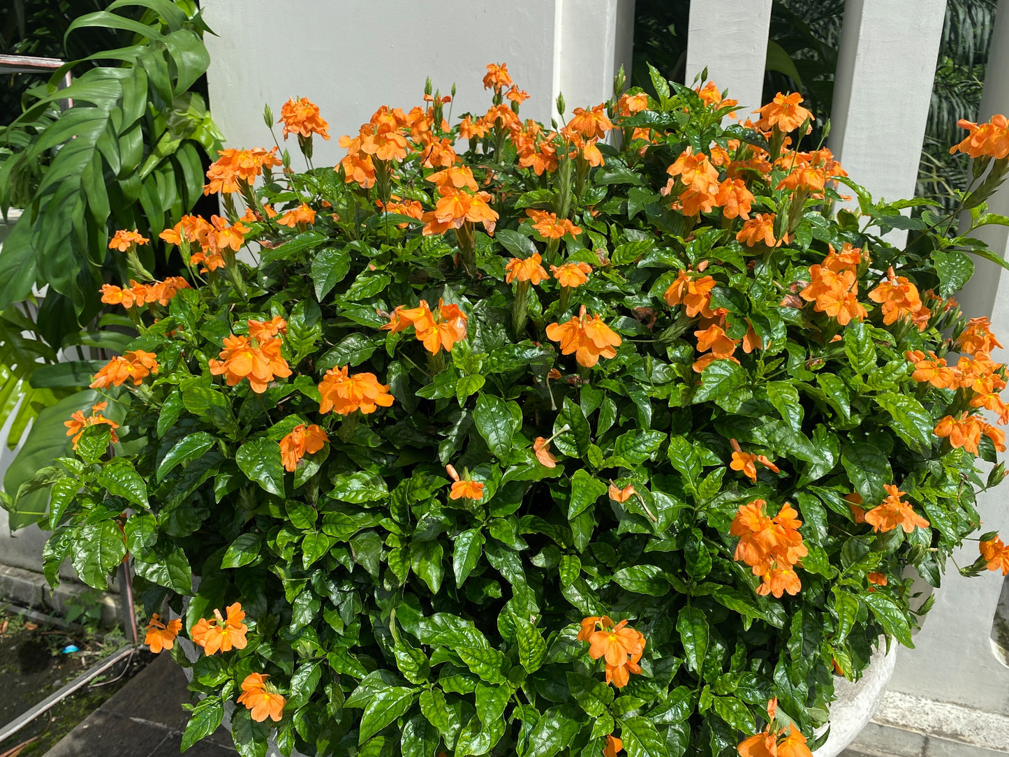 10 ORANGE MARMALADE CROSSANDRA Infundibuliformis Firecracker Flower Houseplant Seeds