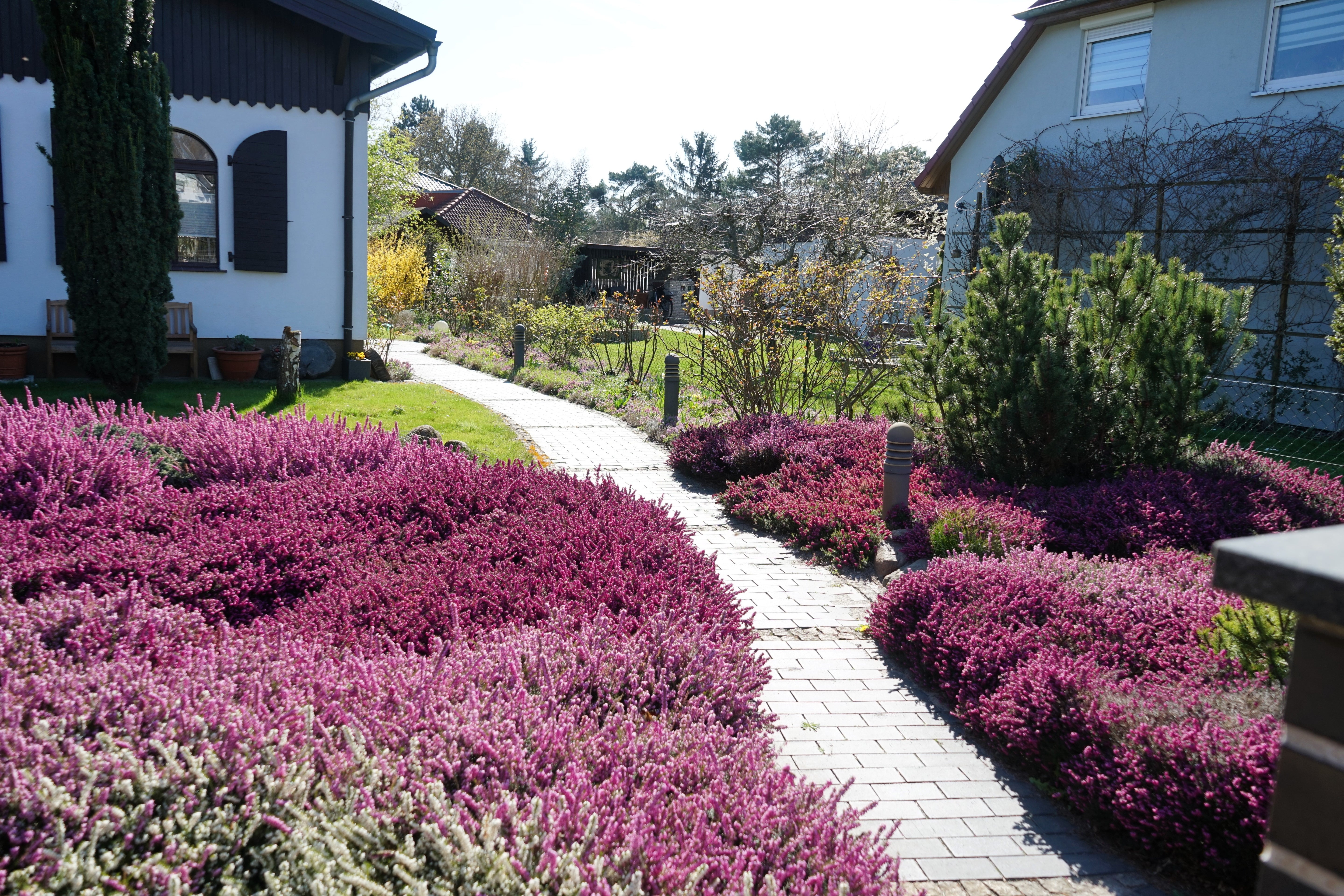 heather plant seeds 100 Scotch TRUE HEATHER Shrub Scot's Purple Pink Flower Calluna Vulgaris Seeds