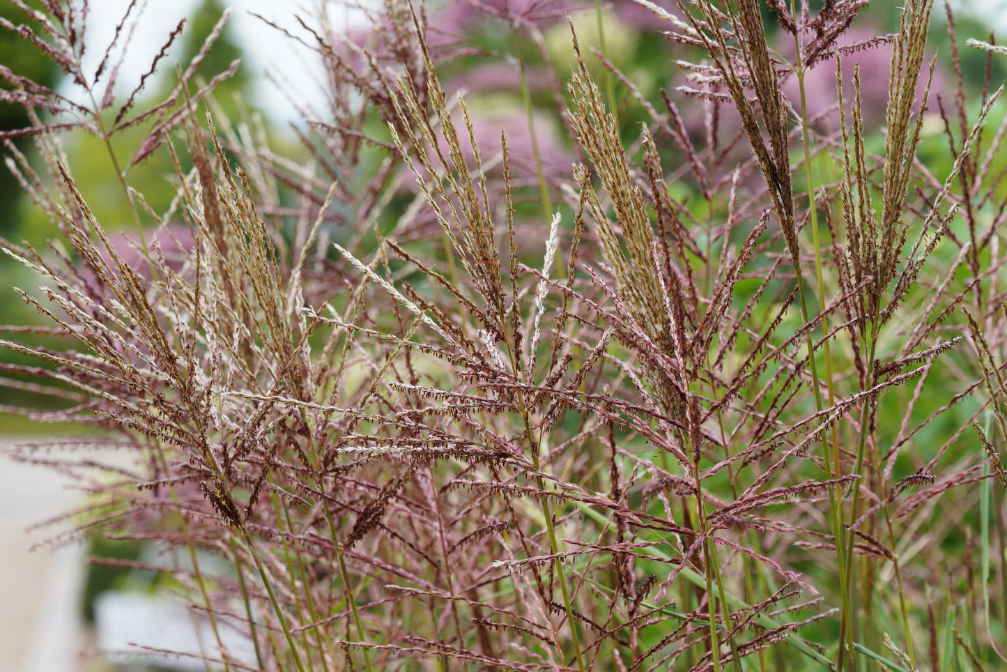 10 ZEBRA GRASS Variegated Maiden Grass Miscanthus Sinensis Zebrinus aka Chinese or Japanese Silver Grass / Plume Grass / Eulalia Seeds