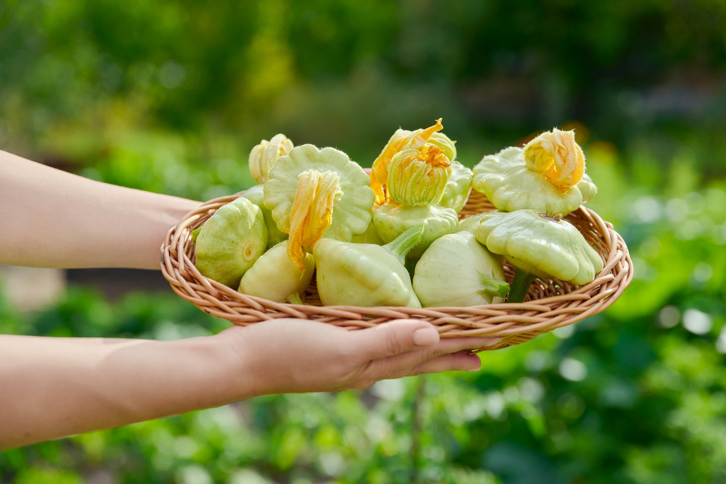 20 Green Tint BUSH SCALLOP SQUASH (Patty Pan / Paty Pan / Squanter Squash) Summer Cucurbita Pepo Vegetable Seeds