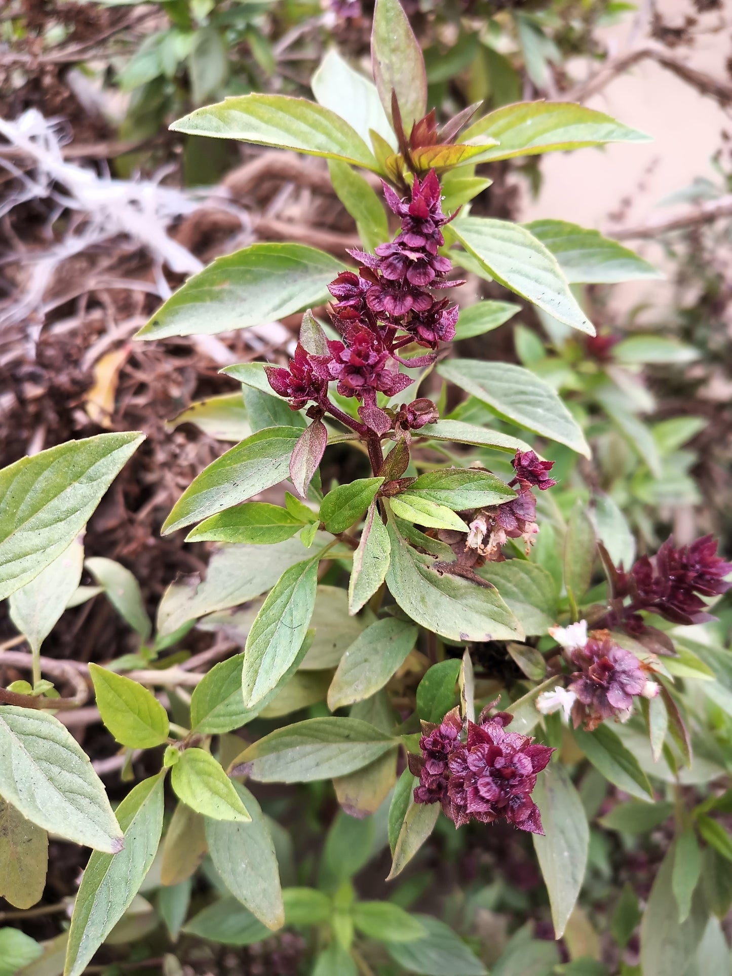 250 SIAM QUEEN Thai BASIL Ocimum Thyrsiflora Herb Flower Seeds