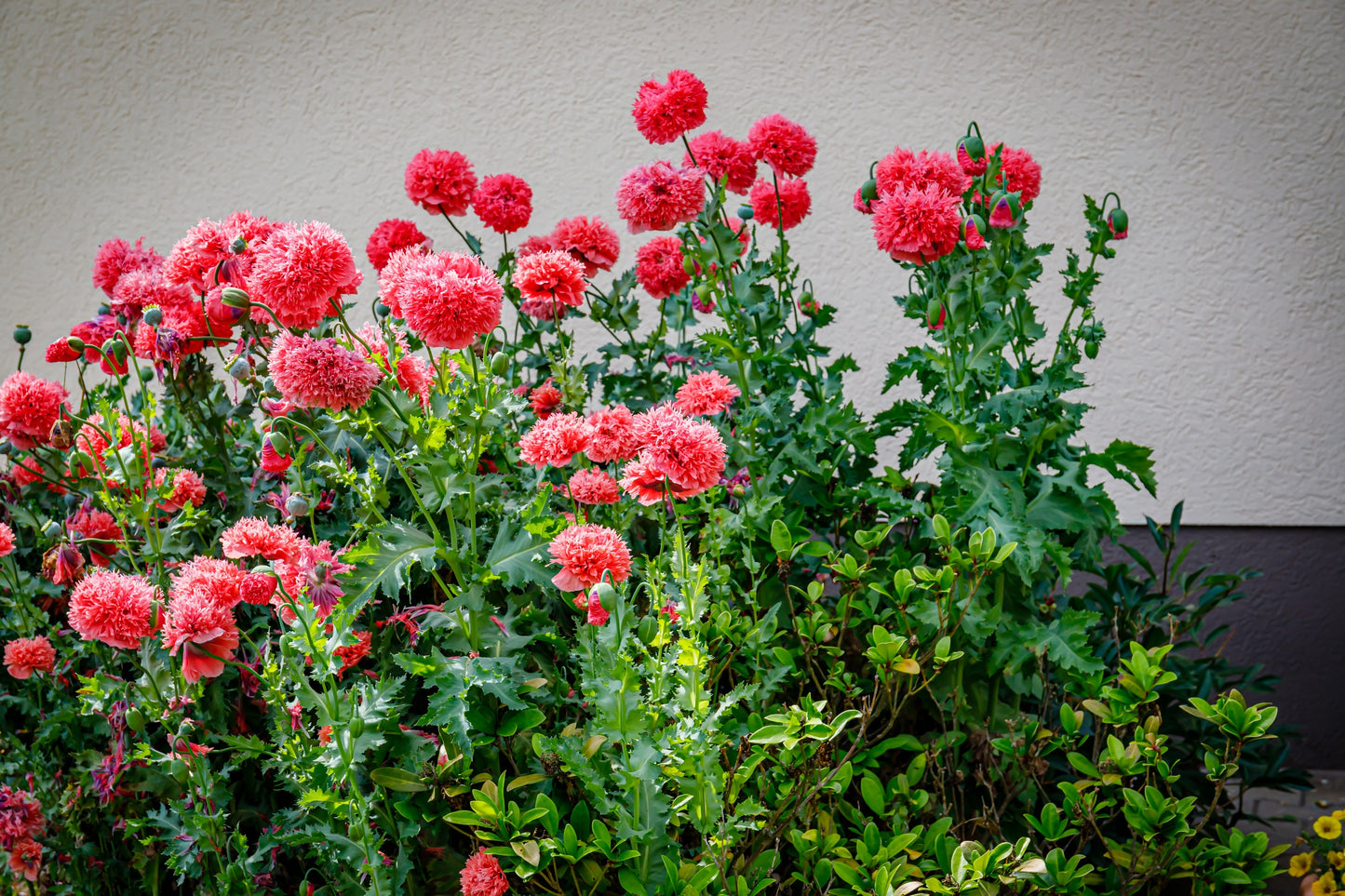 250 Organic PEONY POPPY MIX Papaver Paeoniflorum Mixed Colors Red, White, Pink, Black, Purple, Salmon, Bronze, Lilac, & Bicolor Flower Seeds