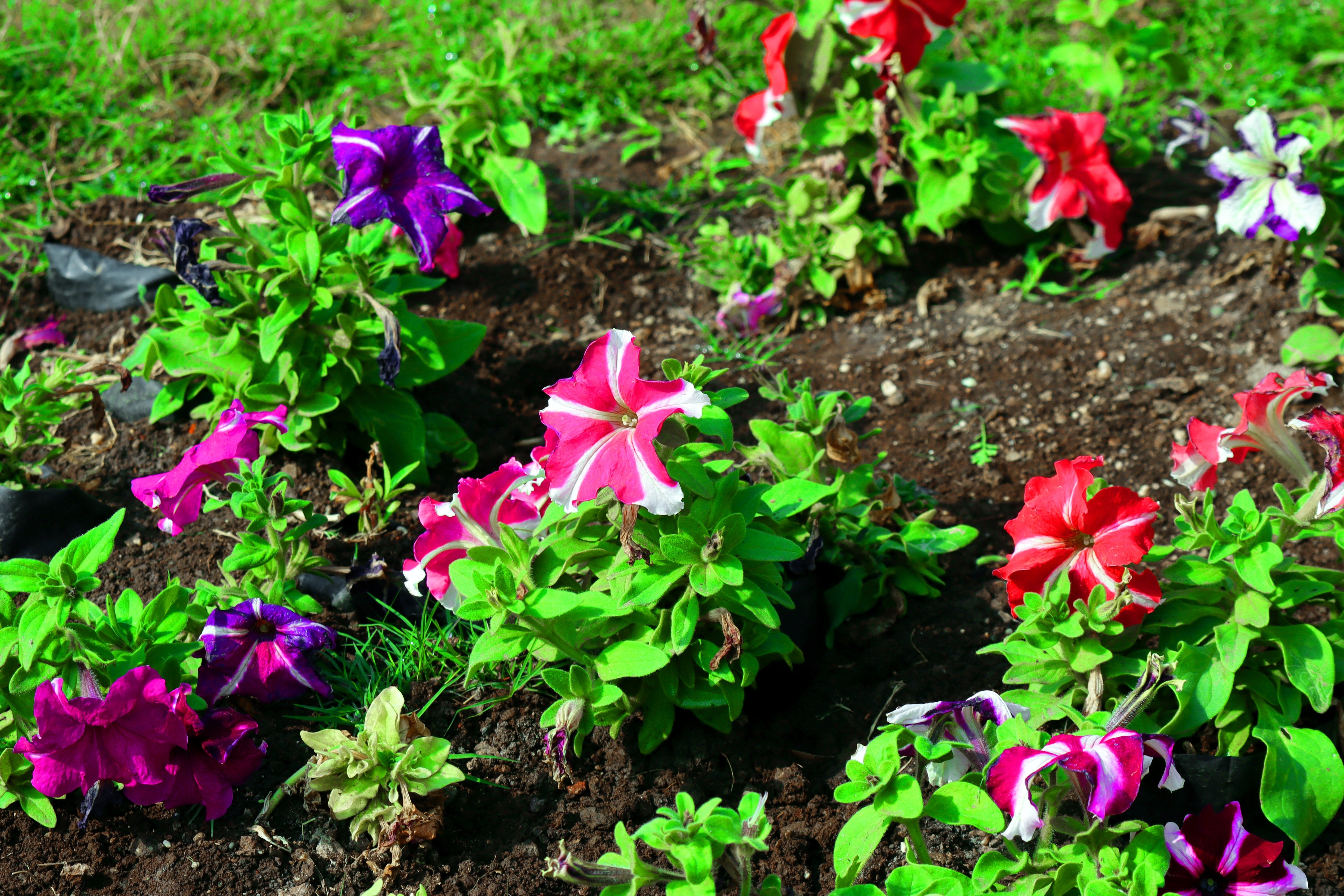100 STAR MIX PETUNIA Mixed Colors Petunia Violacea Flower Seeds