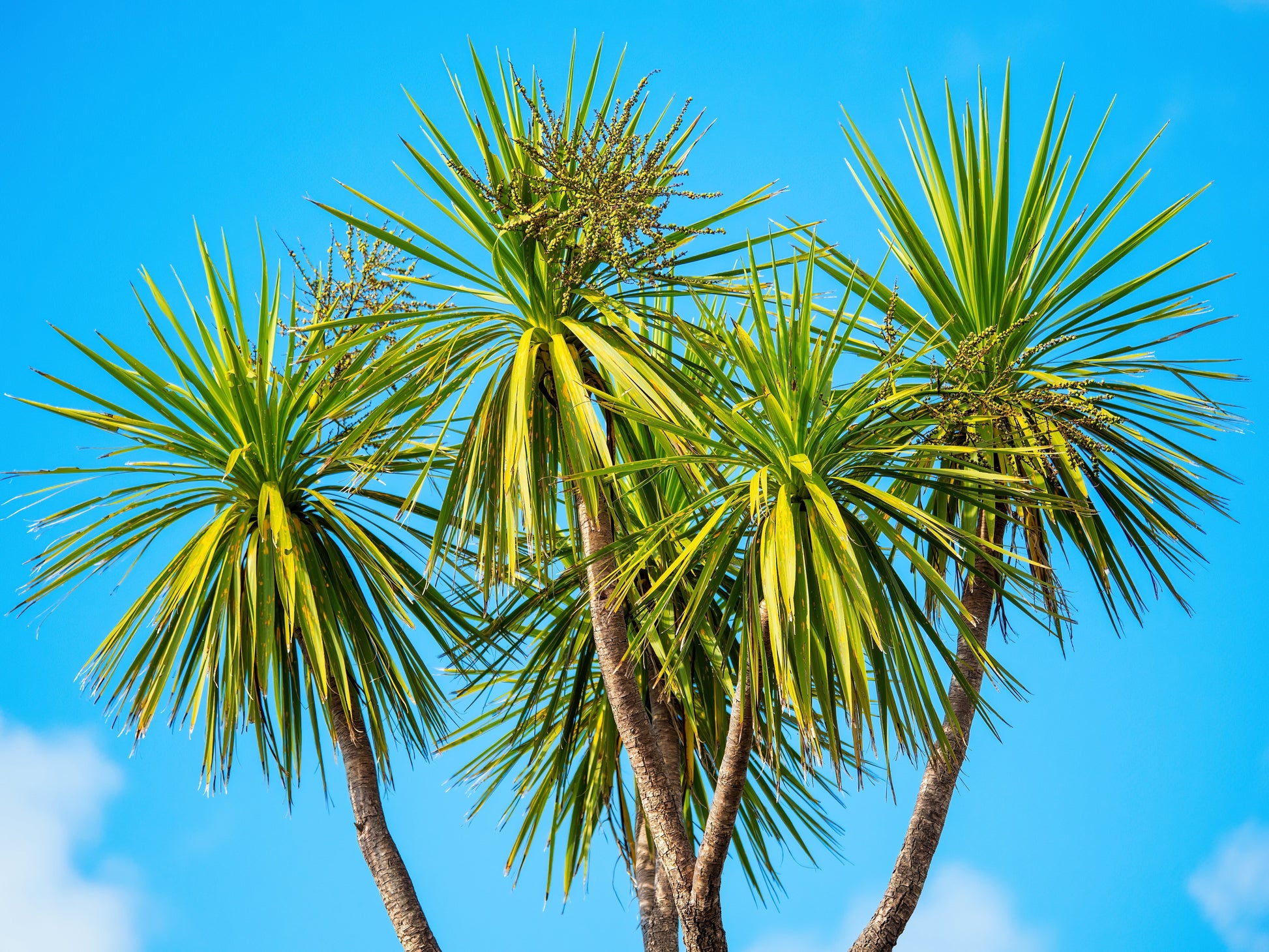cabbage tree indoor plant 50 CABBAGE PALM / GIANT DRACAENA Australis Cordyline Tree Houseplant Seeds