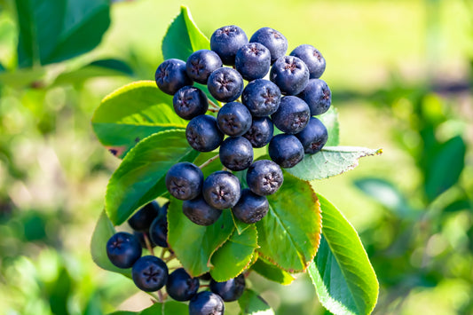 30 PURPLE CHOKEBERRY Aronia Prunifolia White Flower Fruit Shrub Seeds