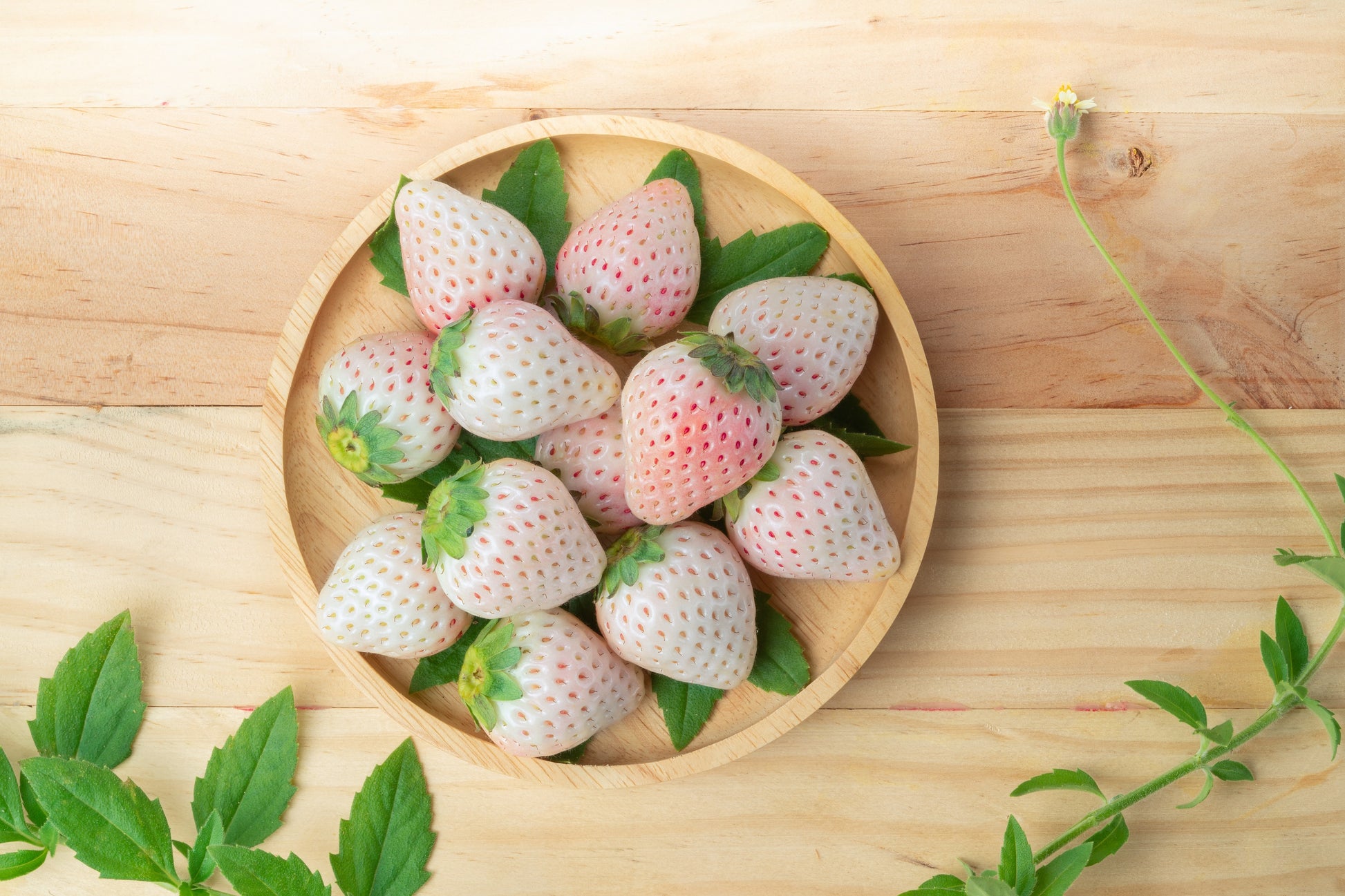 strawberry fruit seeds 100 WHITE SOUL STRAWBERRY Fragaria Vesca Fruit Flower Berry Seeds – Seedville USA