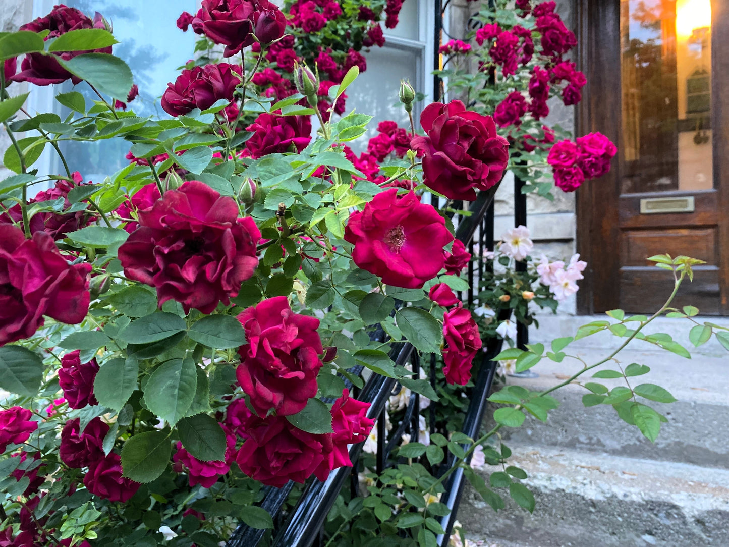 5 BURGUNDY CLIMBING ROSE Red Rosa Bush Vine Climber Fragrant Flower Seeds