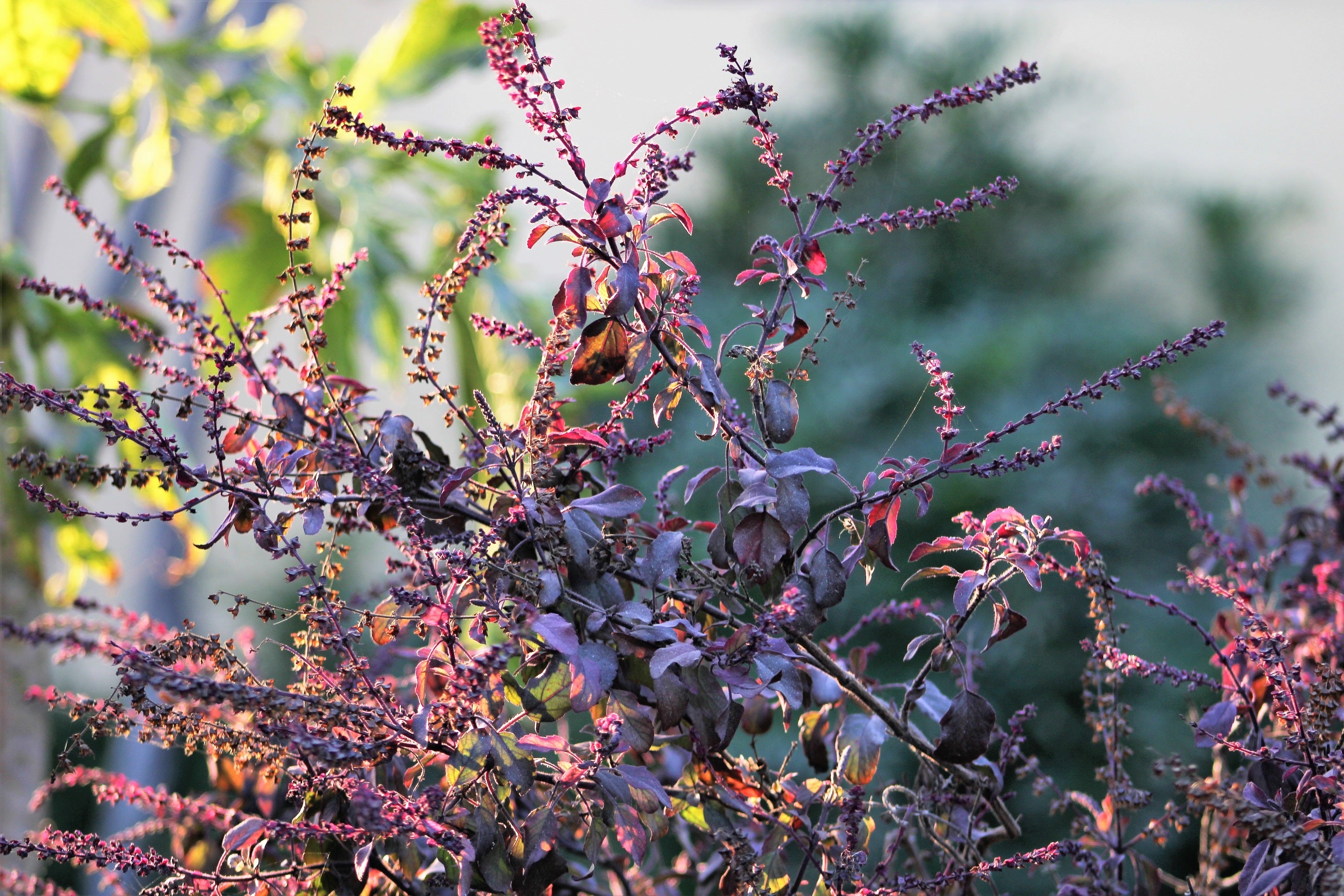 200 Purple Krishna Tulsi HOLY BASIL Ocimum Sanctum Tenuiflorum Herb Flower Seeds