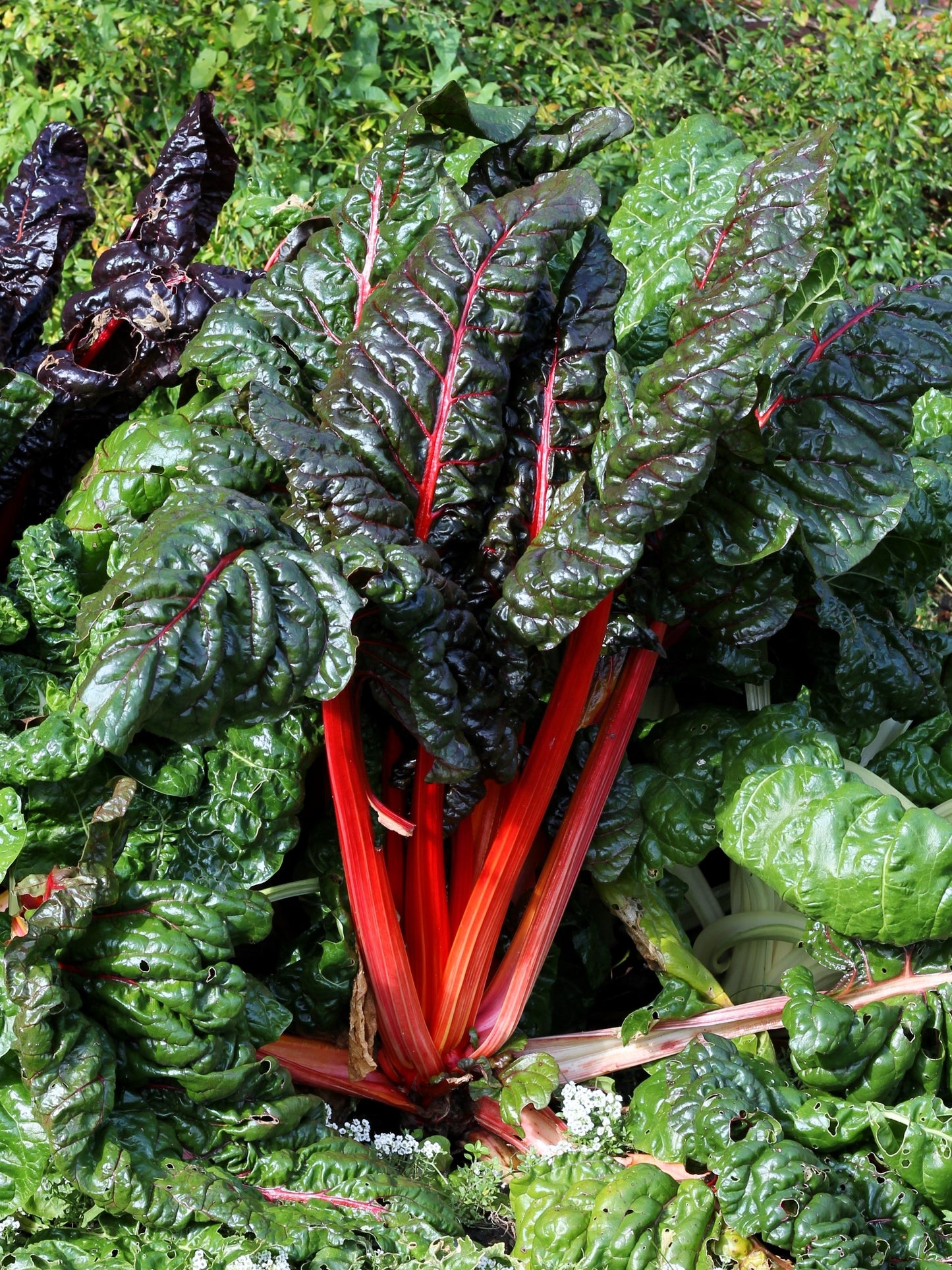 300 RHUBARB RED SWISS CHARD Perpetual Spinach Beta Vulgaris Vegetable Seeds