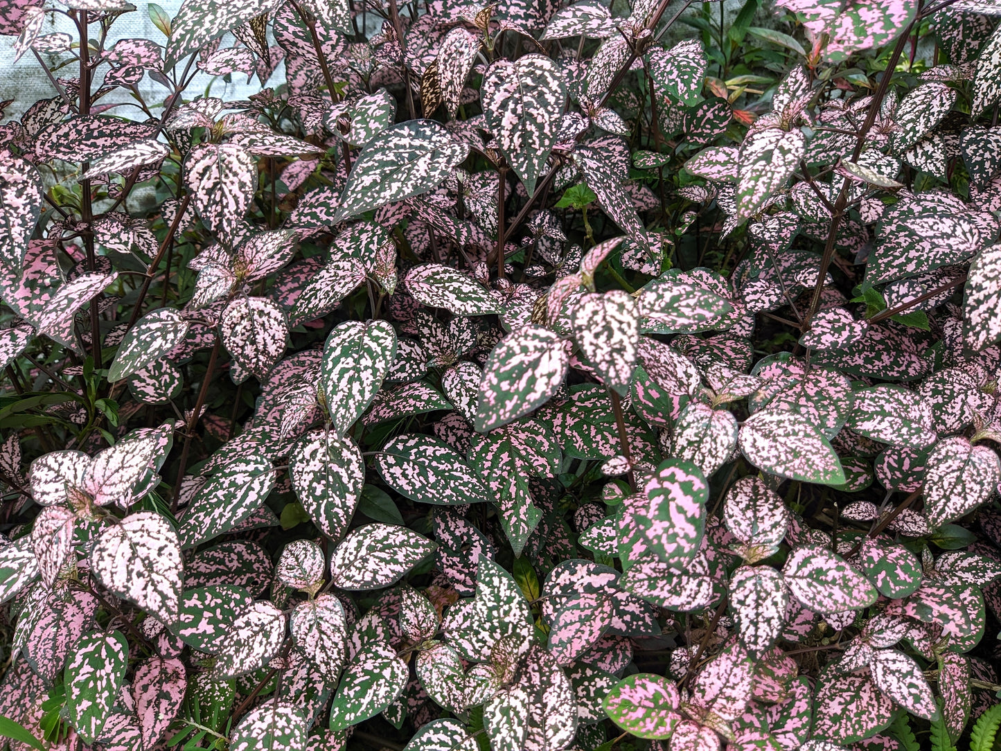 10 Dwarf PINK POLKA DOT PLANT Splash Select Hypoestes Phyllostachya Flower Houseplant Seeds