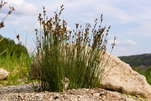 1000 SOFT RUSH (Common Rush) Juncus Effusus Ornamental Grass Seeds