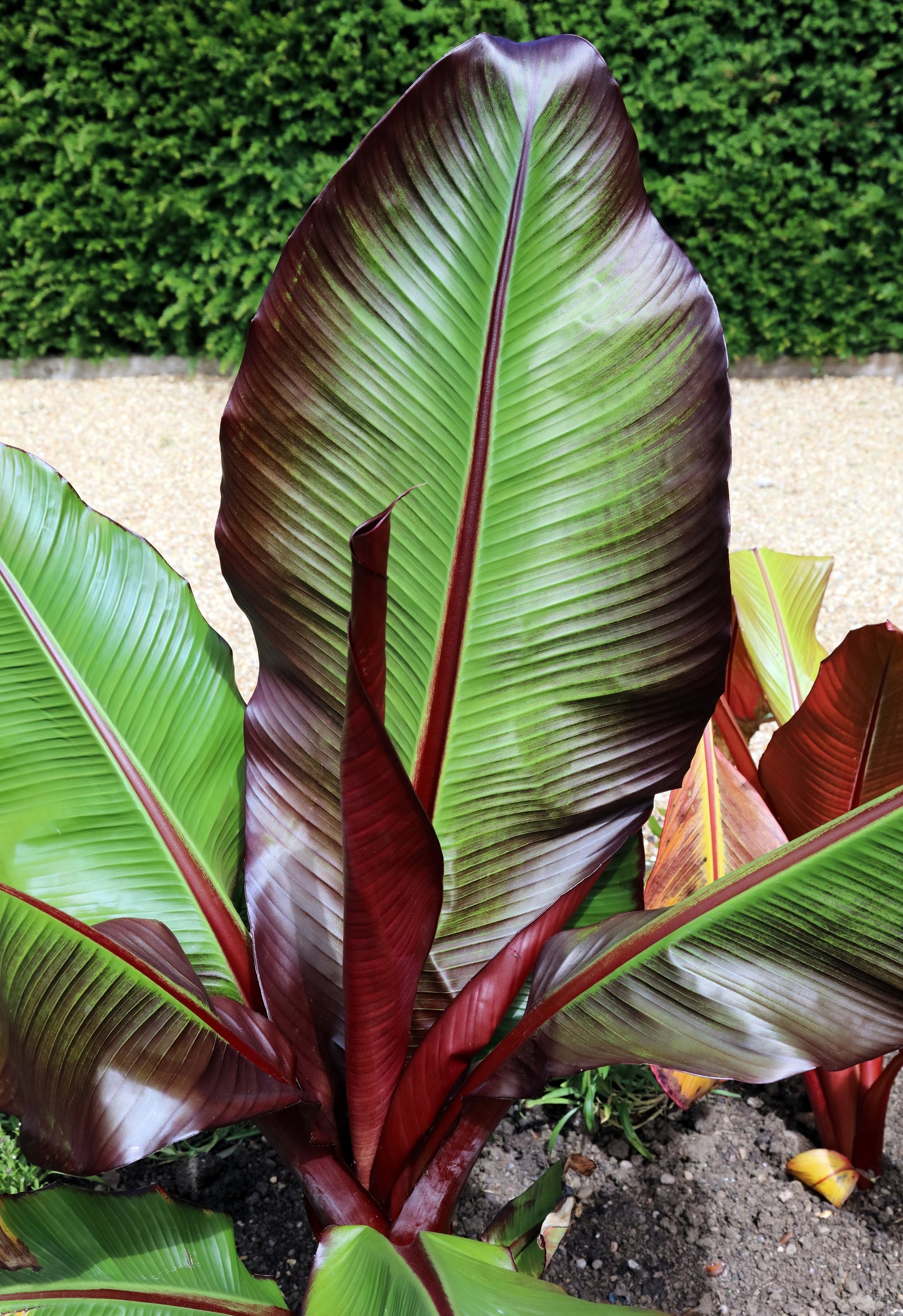 5 RED ABYSSINIAN BANANA Musa Ensete Ventricosum Flowering Fruit Tree Seeds