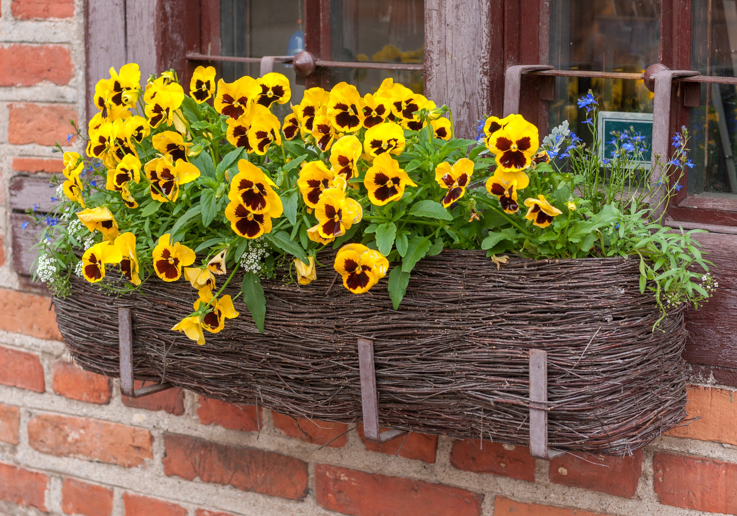 50 YELLOW & BROWN PANSY Swiss Giant Violet Viola Wittrockiana Flower Seeds