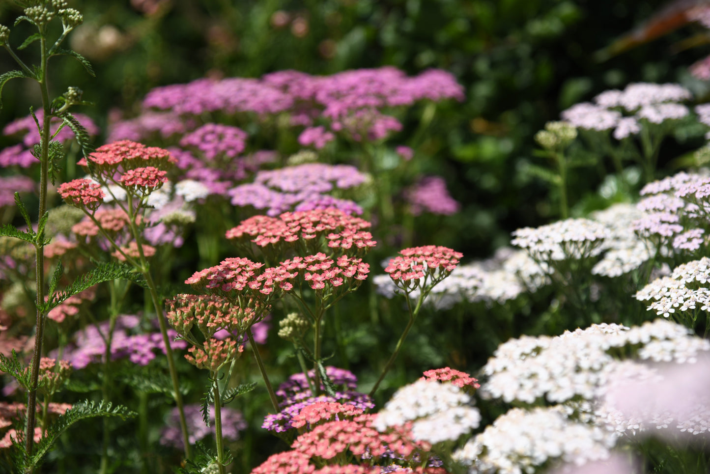 500 MIXED SUMMER YARROW Achillea Millefolium Red Pink White Gold Peach Herb Flower Seeds