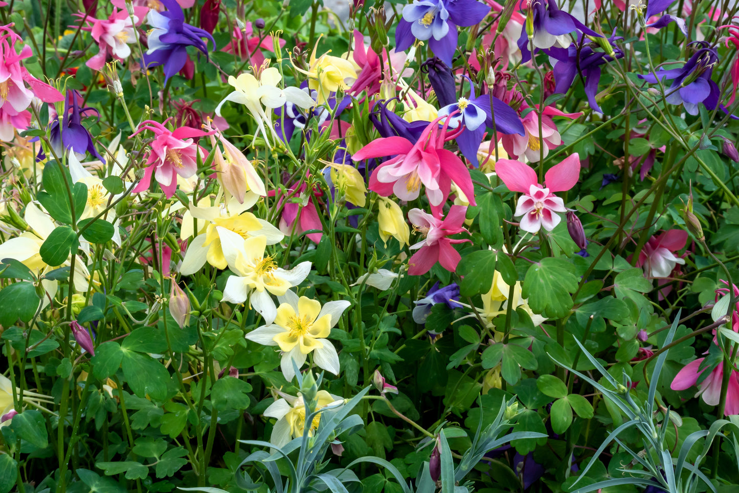 100 DWARF COLUMBINE MIX Aquilegia Vulgaris Mixed Colors Flower Seeds