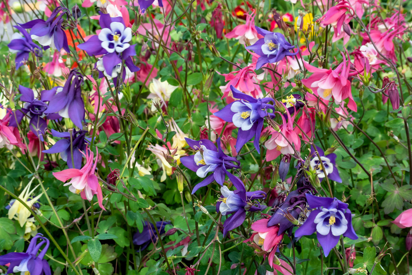 100 DWARF COLUMBINE MIX Aquilegia Vulgaris Mixed Colors Flower Seeds