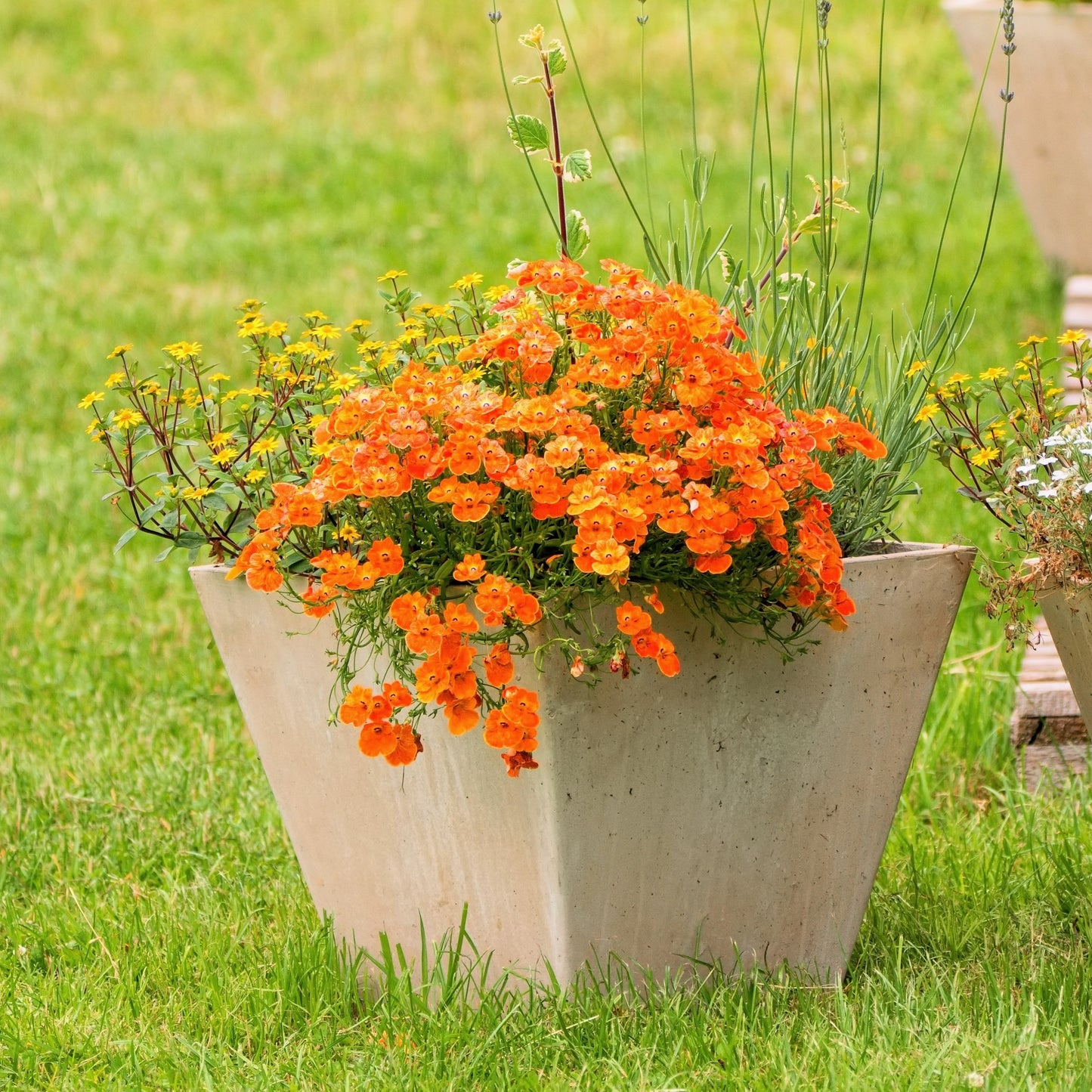 50 ORANGE PRINCE NEMESIA Strumosa Flower Seeds