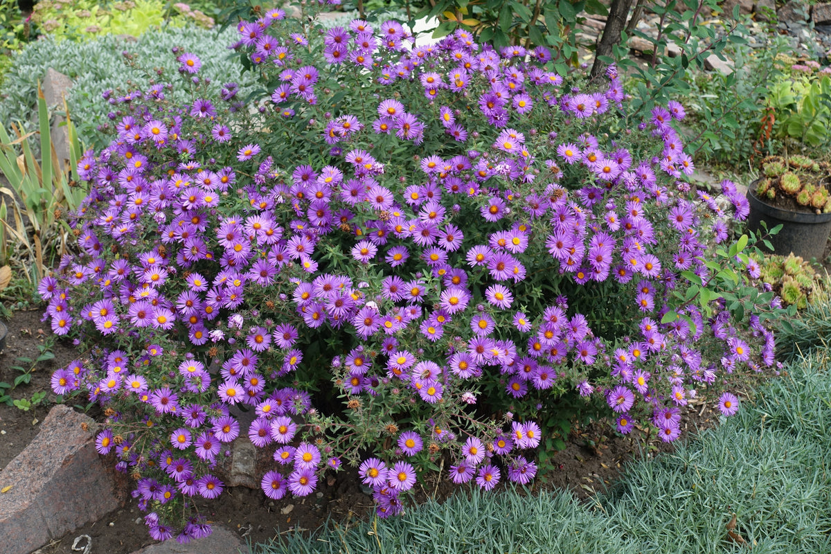 100 Purple NEW ENGLAND ASTER (Michaelmas Daisy) Aster Novae var Angliae Flower Seeds