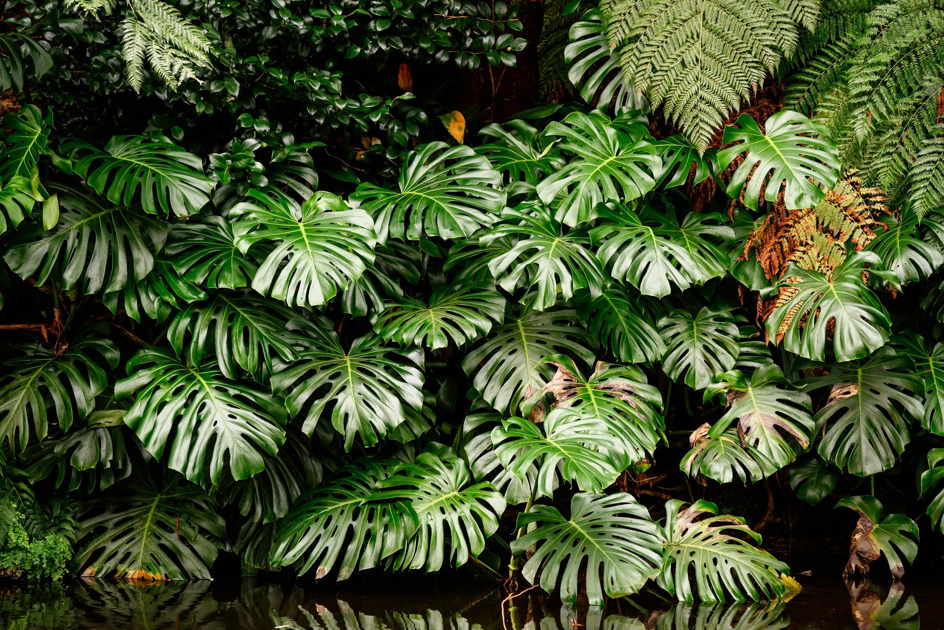 large split leaf philodendron monstera 5 Organic SPLIT LEAF PHILODENDRON Monstera Deliciosa Swiss Cheese Plan – Seedville USA