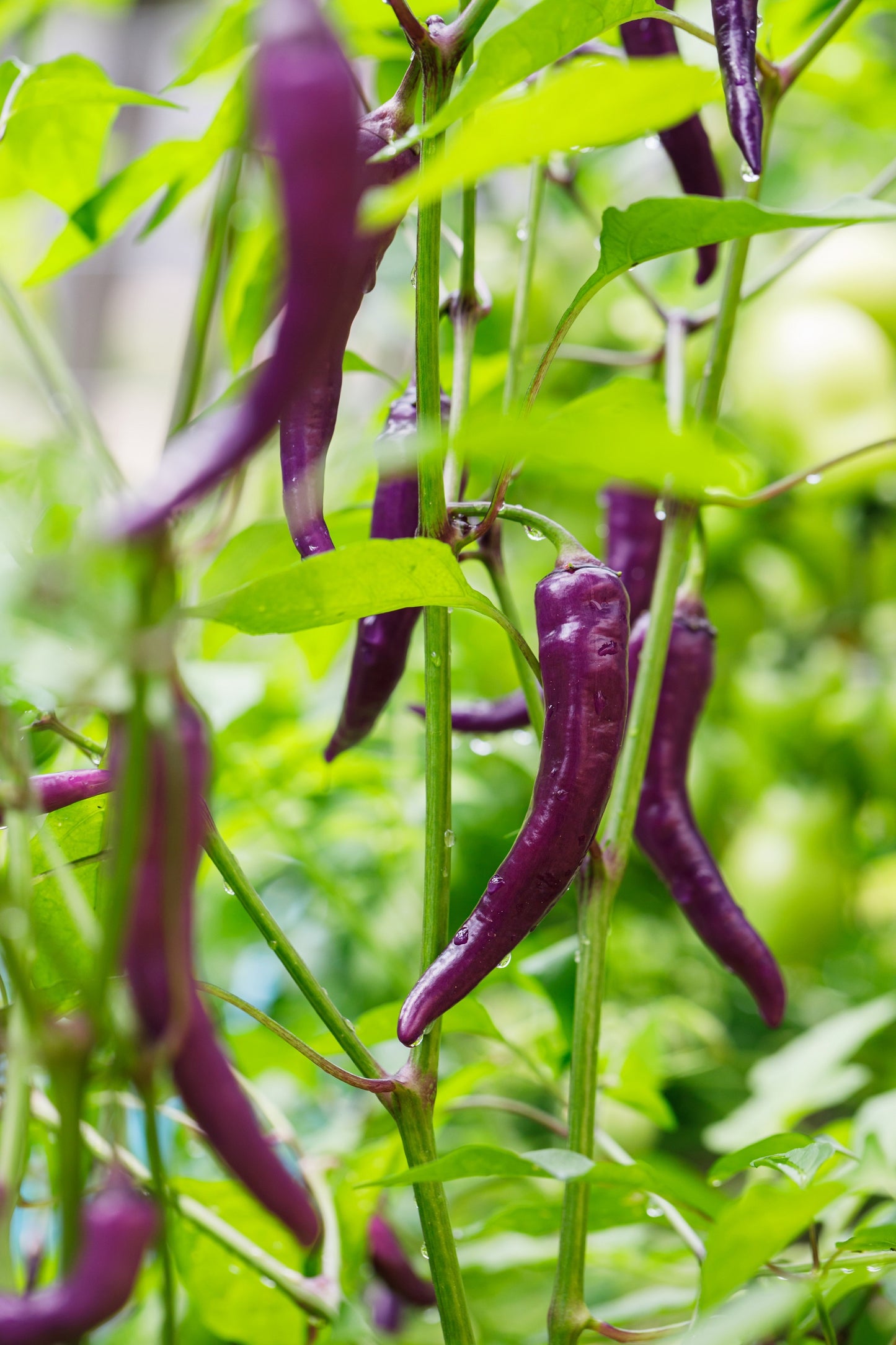 50 PURPLE CAYENNE PEPPER Capsicum Annuum Vegetable Seeds