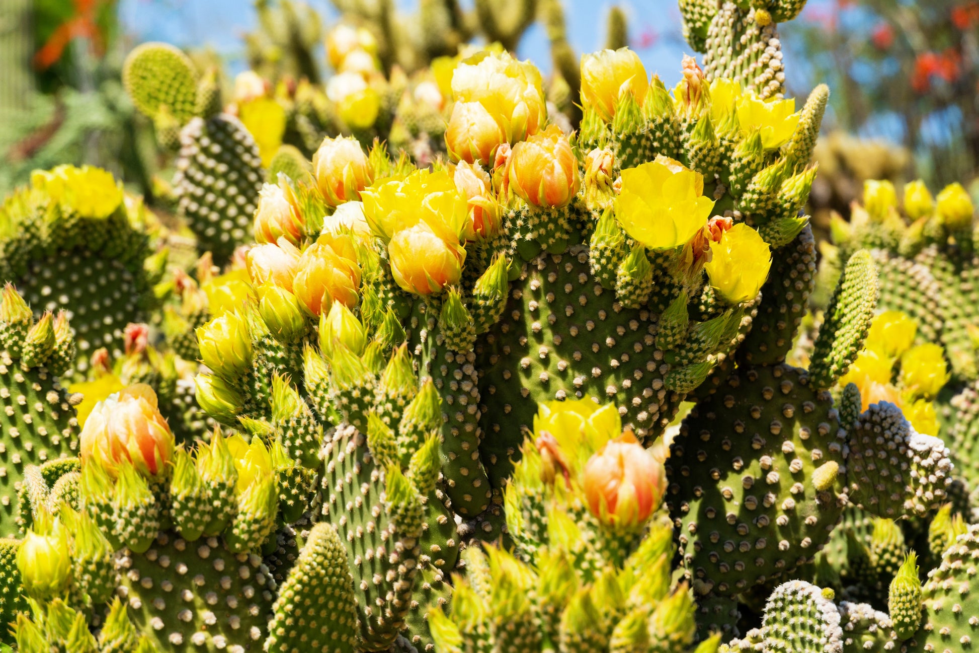 prickly pear cactus yellow flowers 10 Yellow PRICKLY PEAR CACTUS Nopal Opuntia Ficus-Indica Flower Purple – Seedville USA