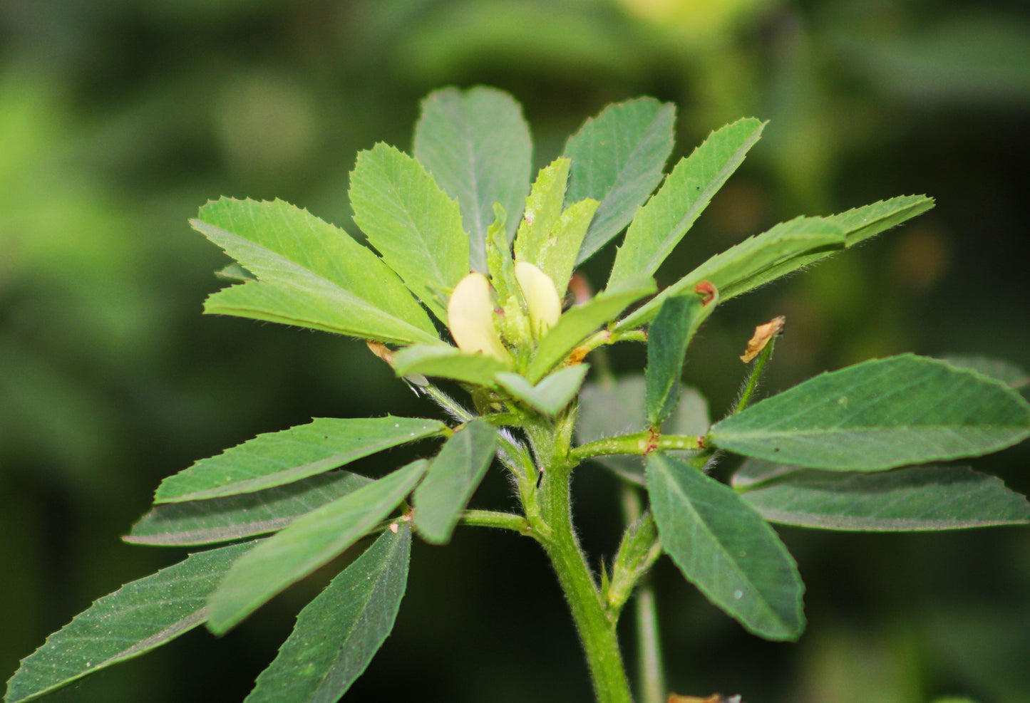 300 FENUGREEK Trigonella Foenum Graecum Herb Flower Seeds