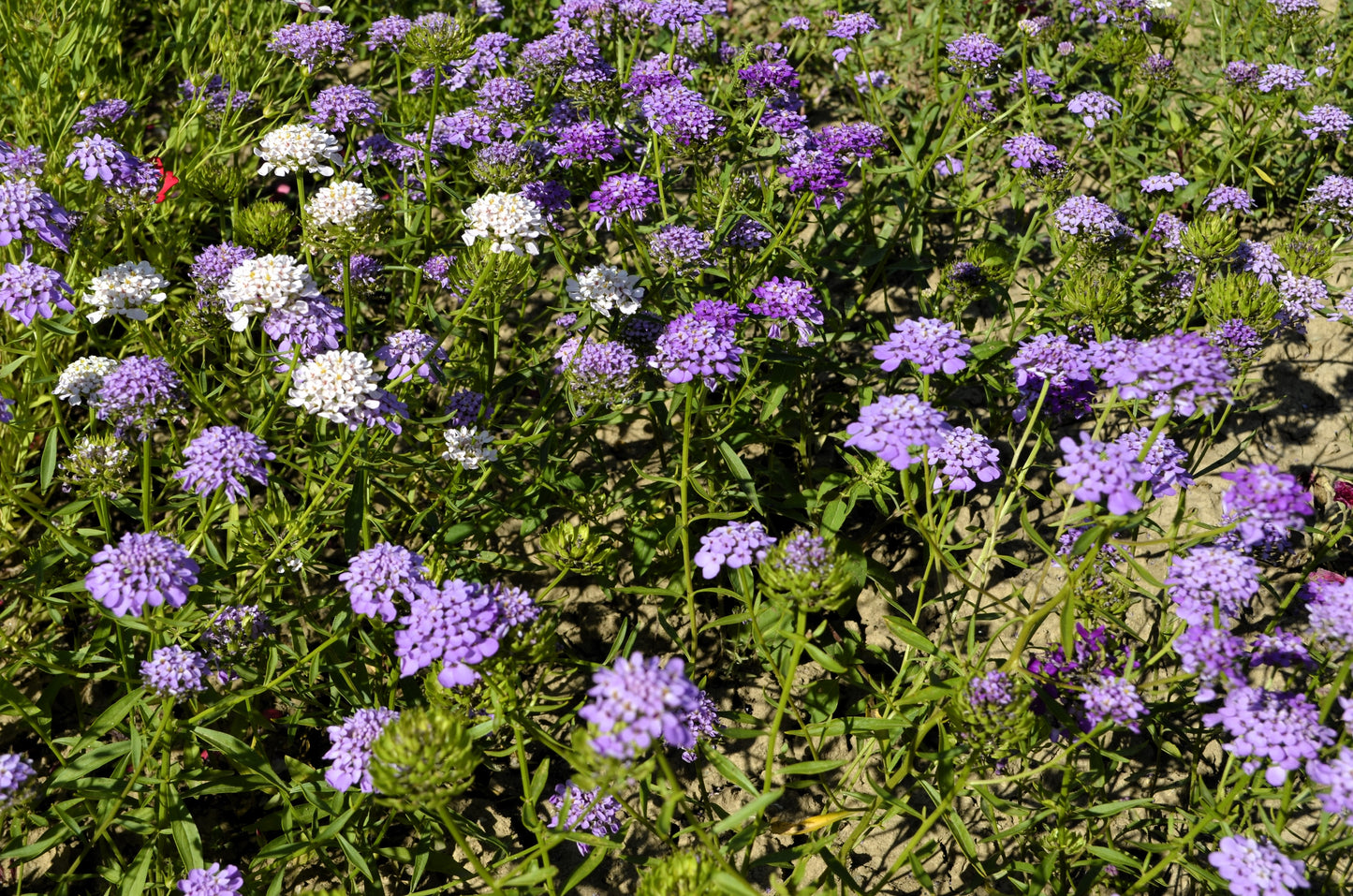 2000 TALL MIX CANDYTUFT Iberis Umbellata Mixed Colors Ground Cover Flower Seeds