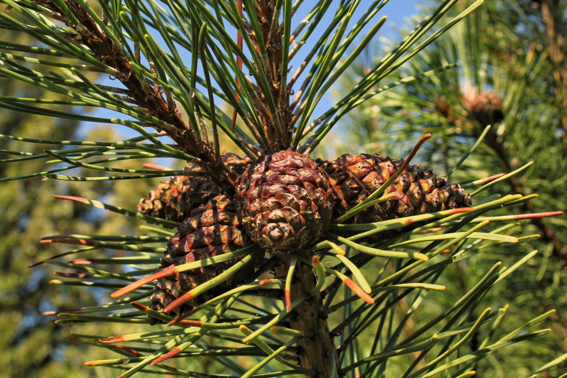 evergreen plant seeds 25 MUGO PINE Dwarf Evergreen Pinus Pumilio Shrub Seeds