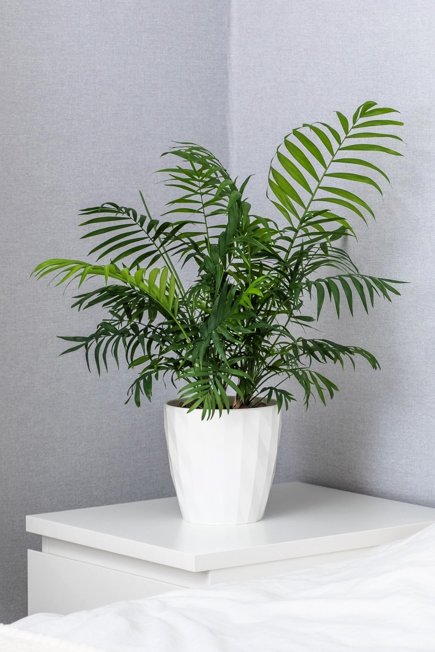 15 PARLOR PALM Neanthe Bella Palm Chamaedorea Elegans Tree Houseplant Seeds