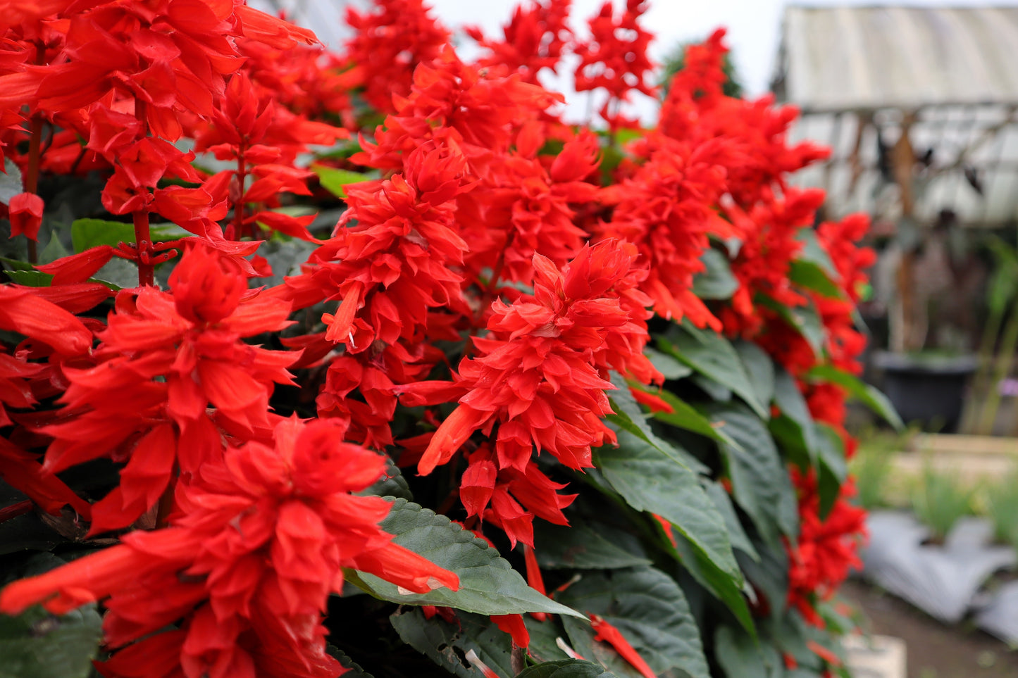 50 RED SALVIA Splendens St. John's Fire Scarlet Sage Flower Seeds