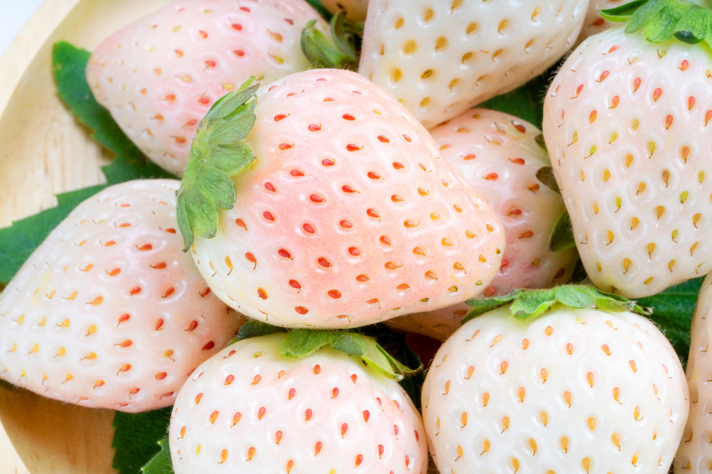 seeds for strawberries 100 WHITE SOUL STRAWBERRY Fragaria Vesca Fruit Flower Berry Seeds – Seedville USA