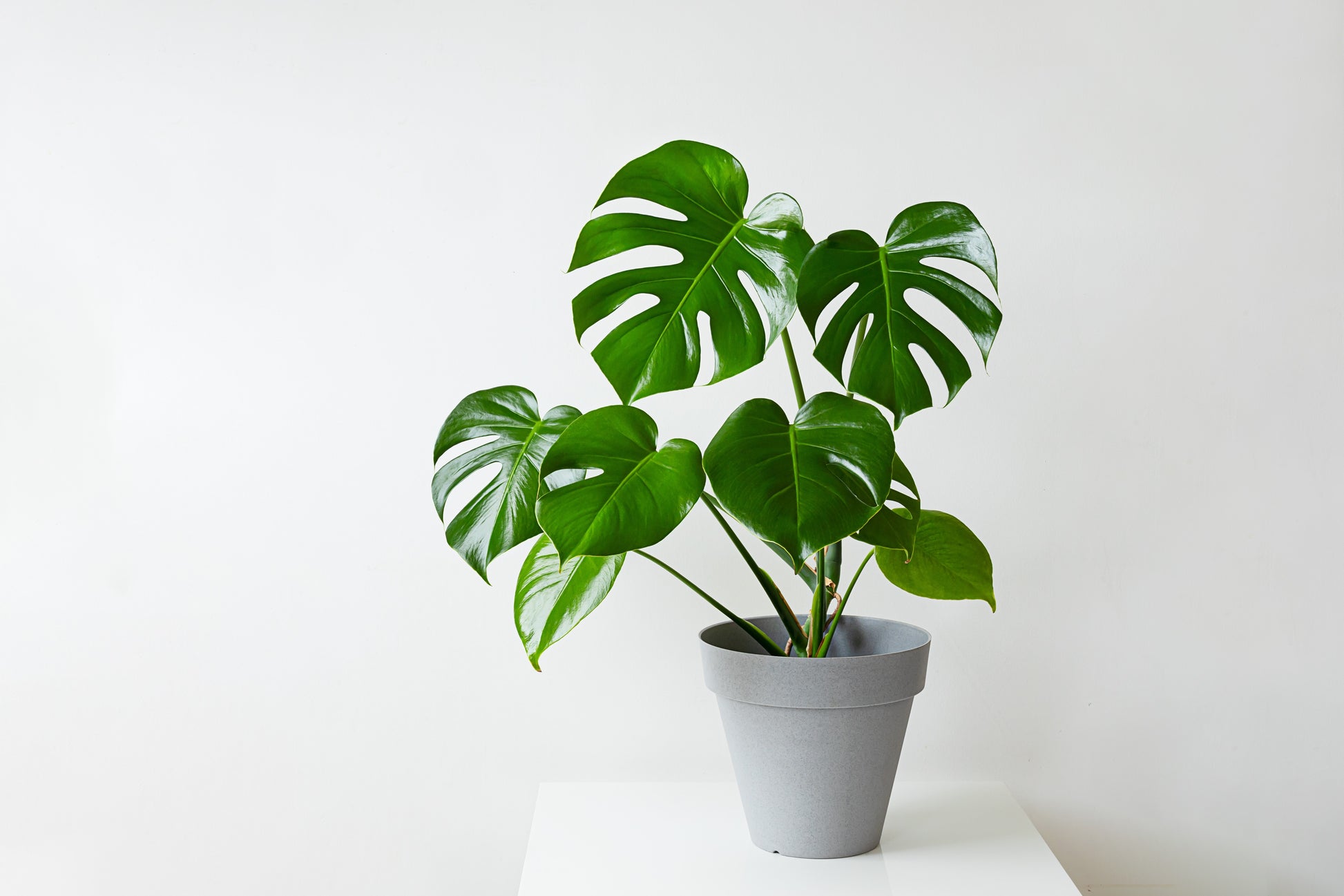 huge monstera plant for sale 5 Organic SPLIT LEAF PHILODENDRON Monstera Deliciosa Swiss Cheese Plan – Seedville USA