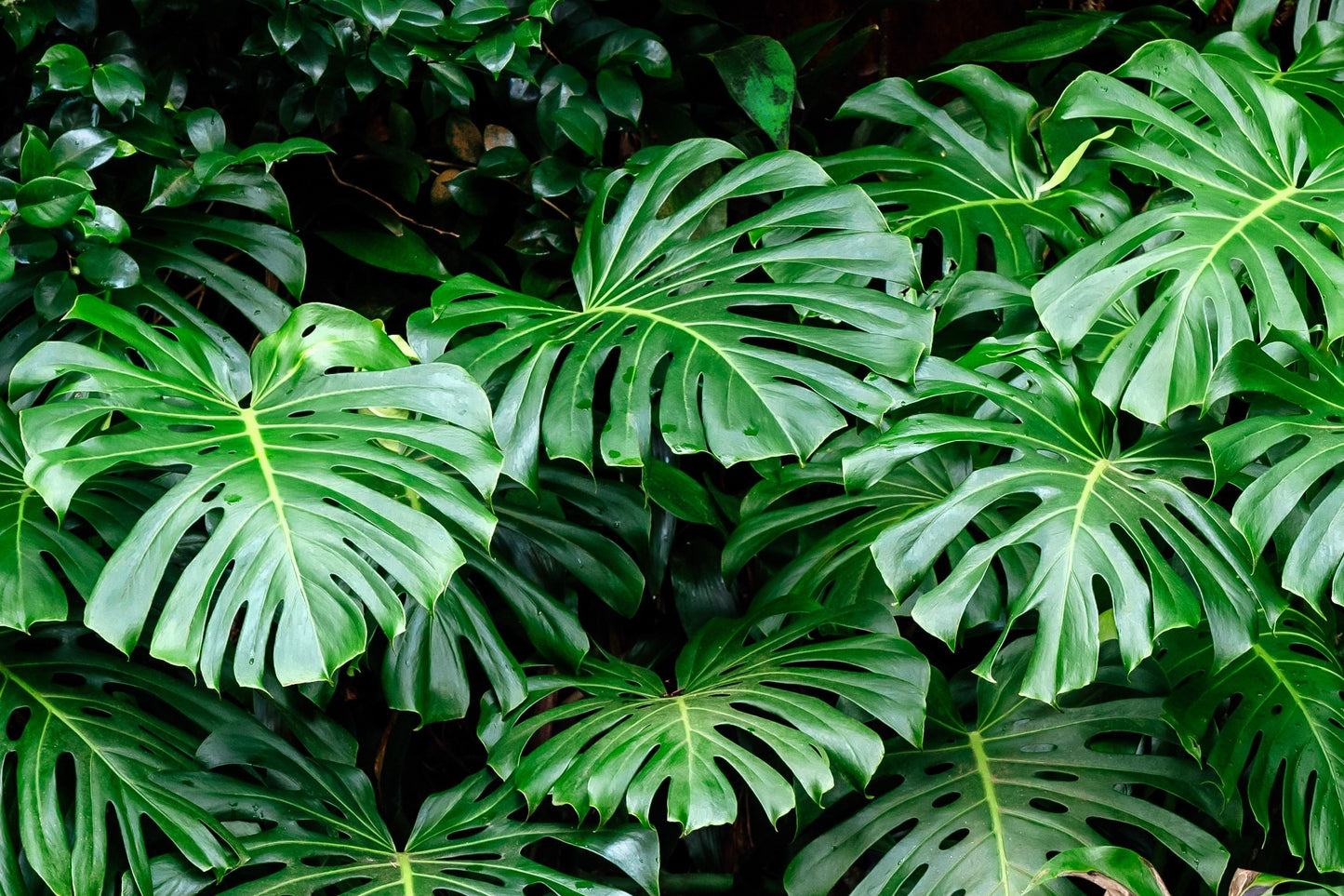 5 Organic SPLIT LEAF PHILODENDRON Monstera Deliciosa Swiss Cheese Plant Vine Seeds