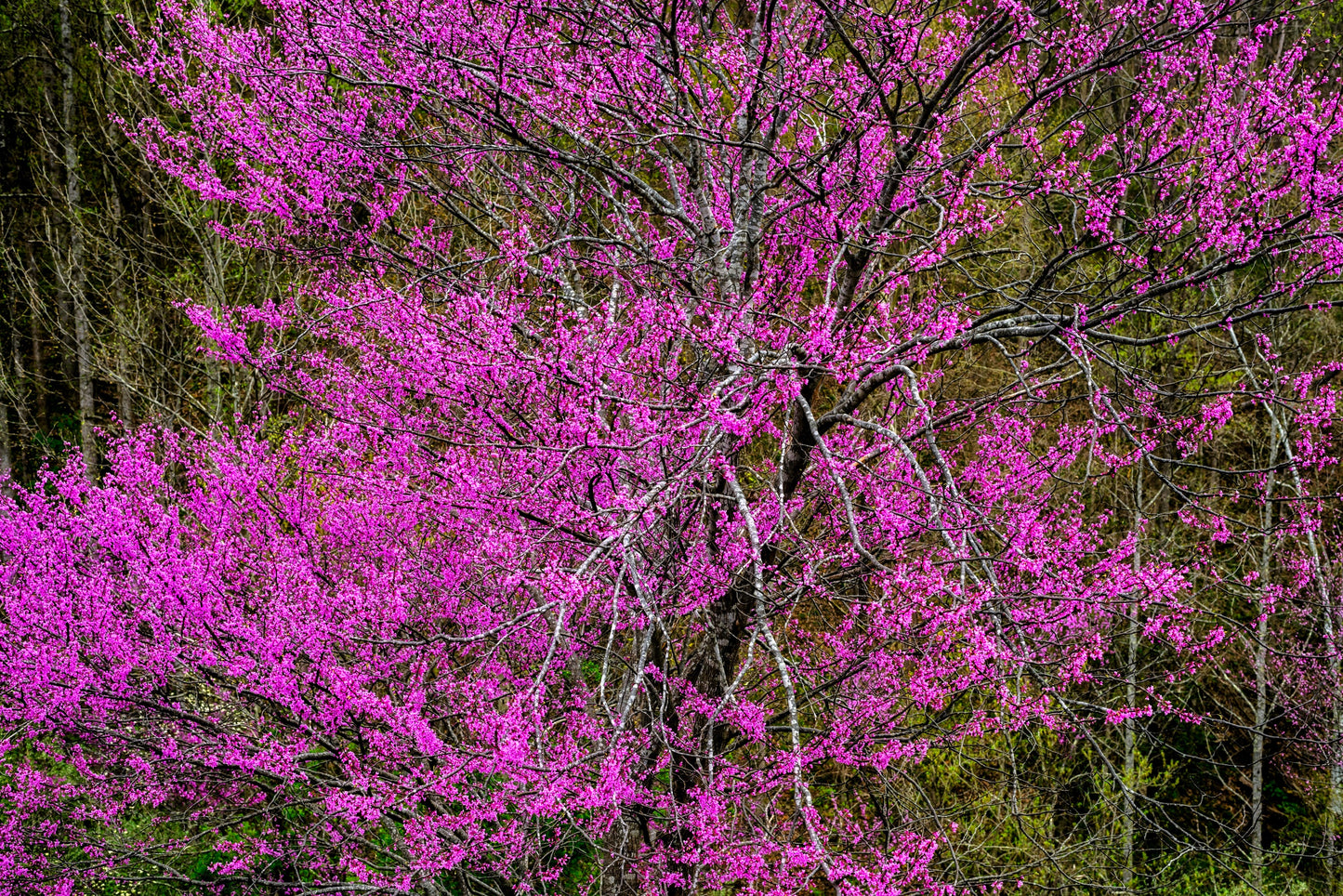 40 GIANT REDBUD TREE Cercis Gigantea Pink Purple Flower Seeds